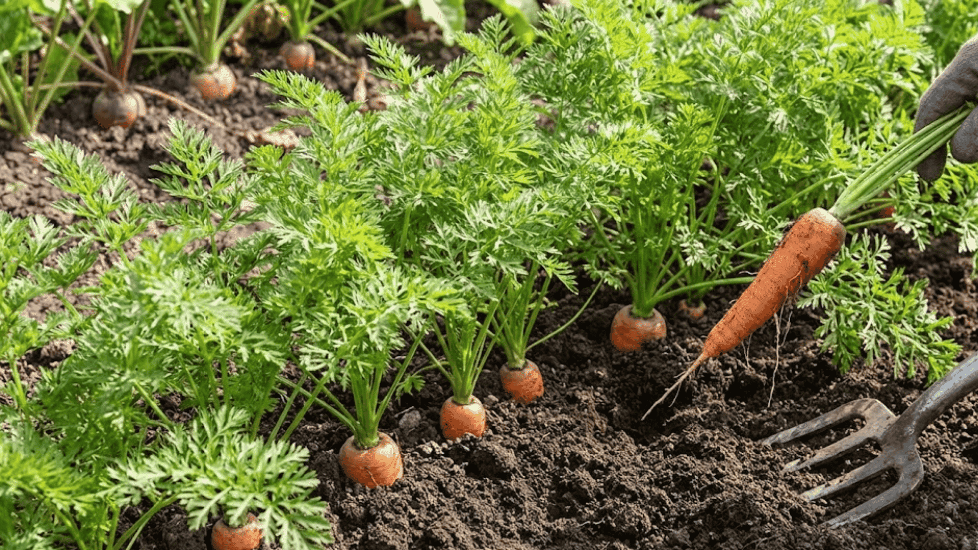 feathery carrot tops with orange carrot shoulders emerging from loose garden soil
