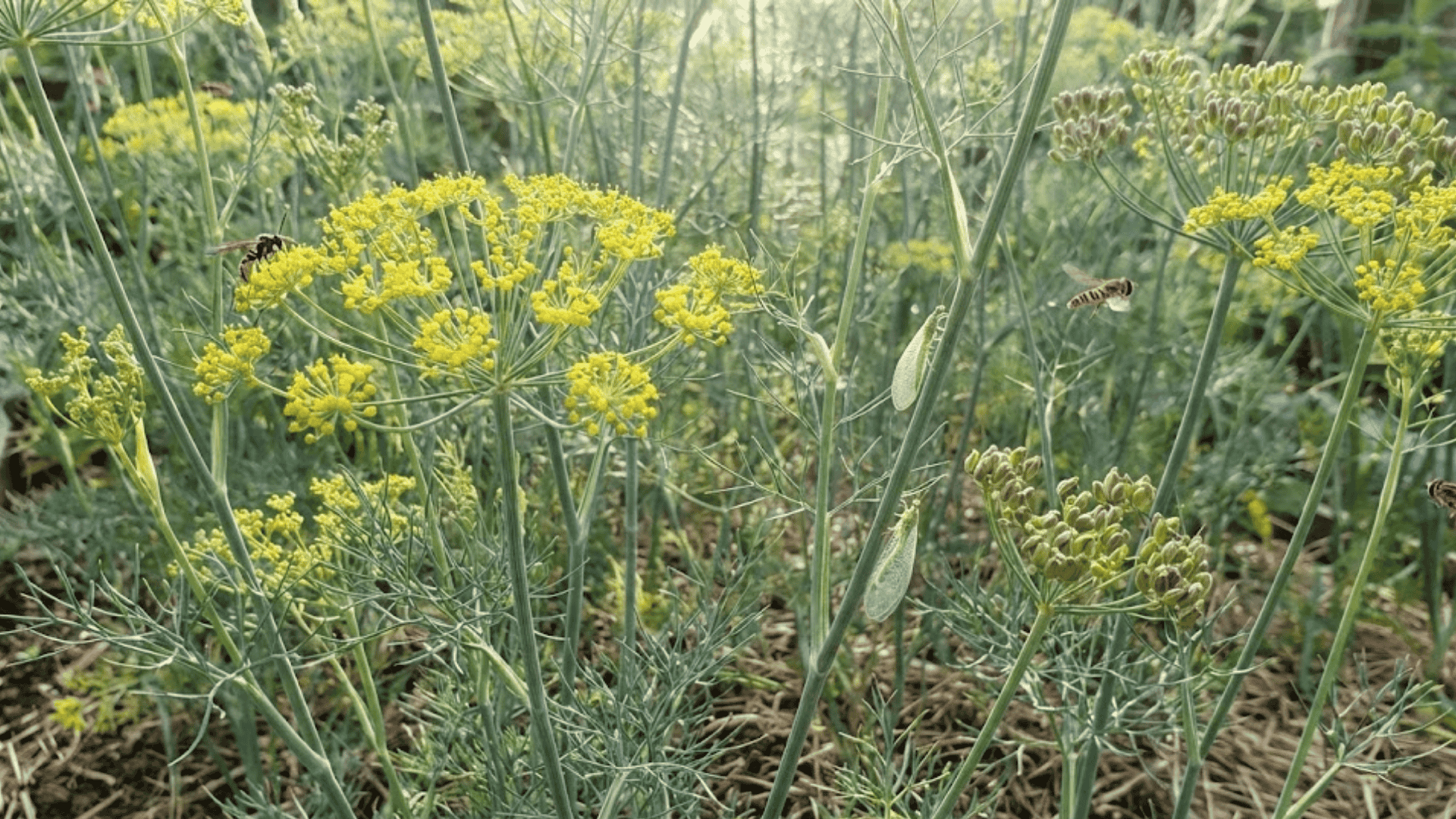 feathery dill plants with yellow umbrella flower clusters attracting beneficial insects in herb garden setting