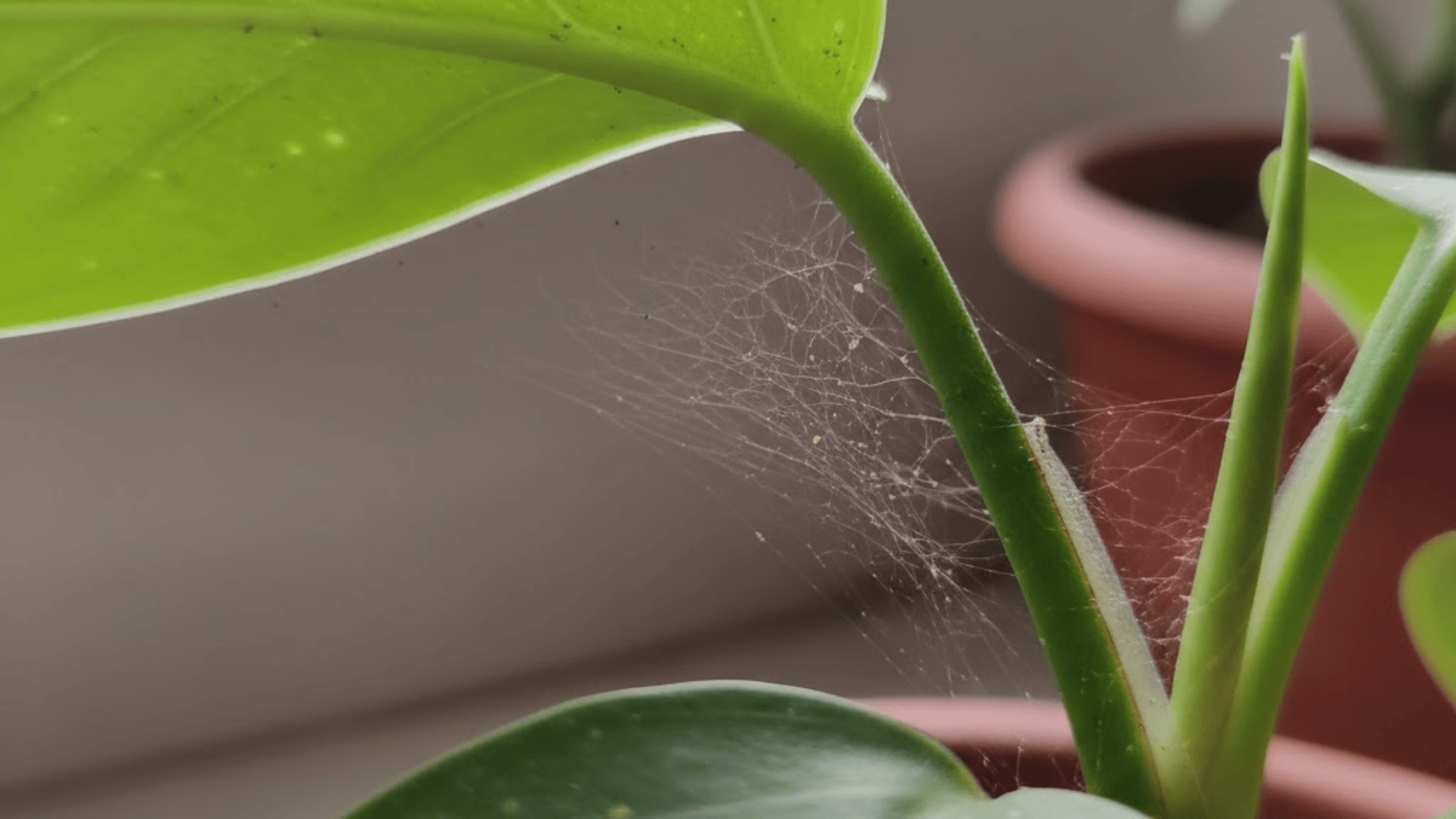 fine webbing between leaves and stems