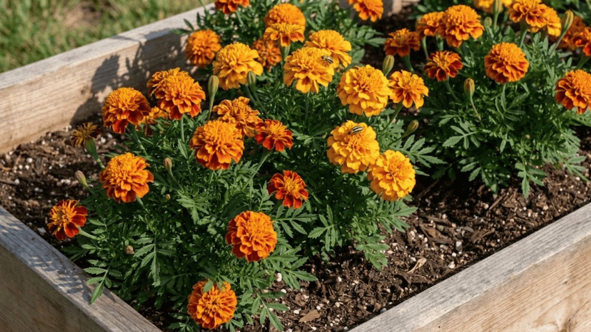 french marigold plants with orange pom-pom flowers and feathery foliage for companion planting pest control
