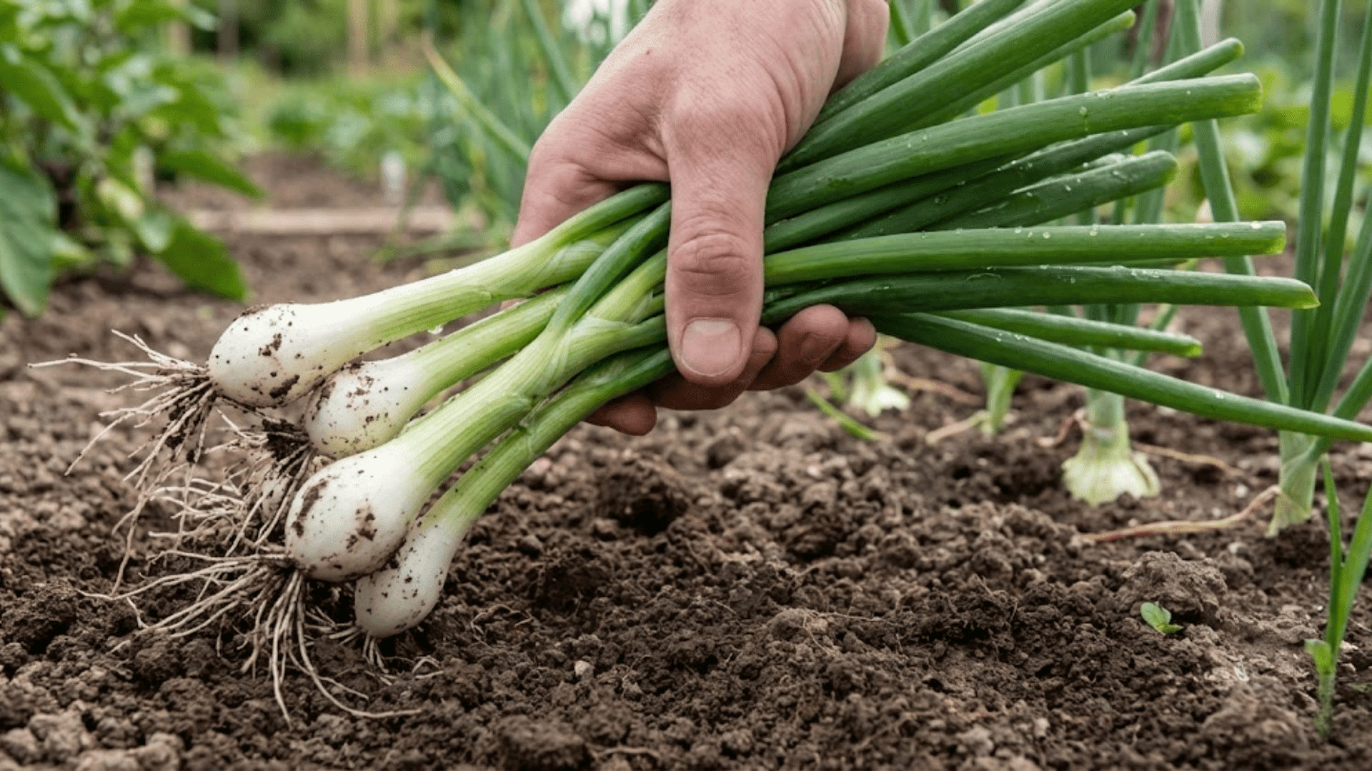 fresh green onions with white bulbs and hollow green tops ready for harvest