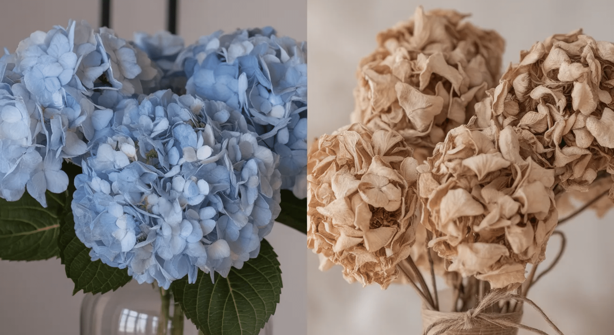 fresh vs dried hydrangeas