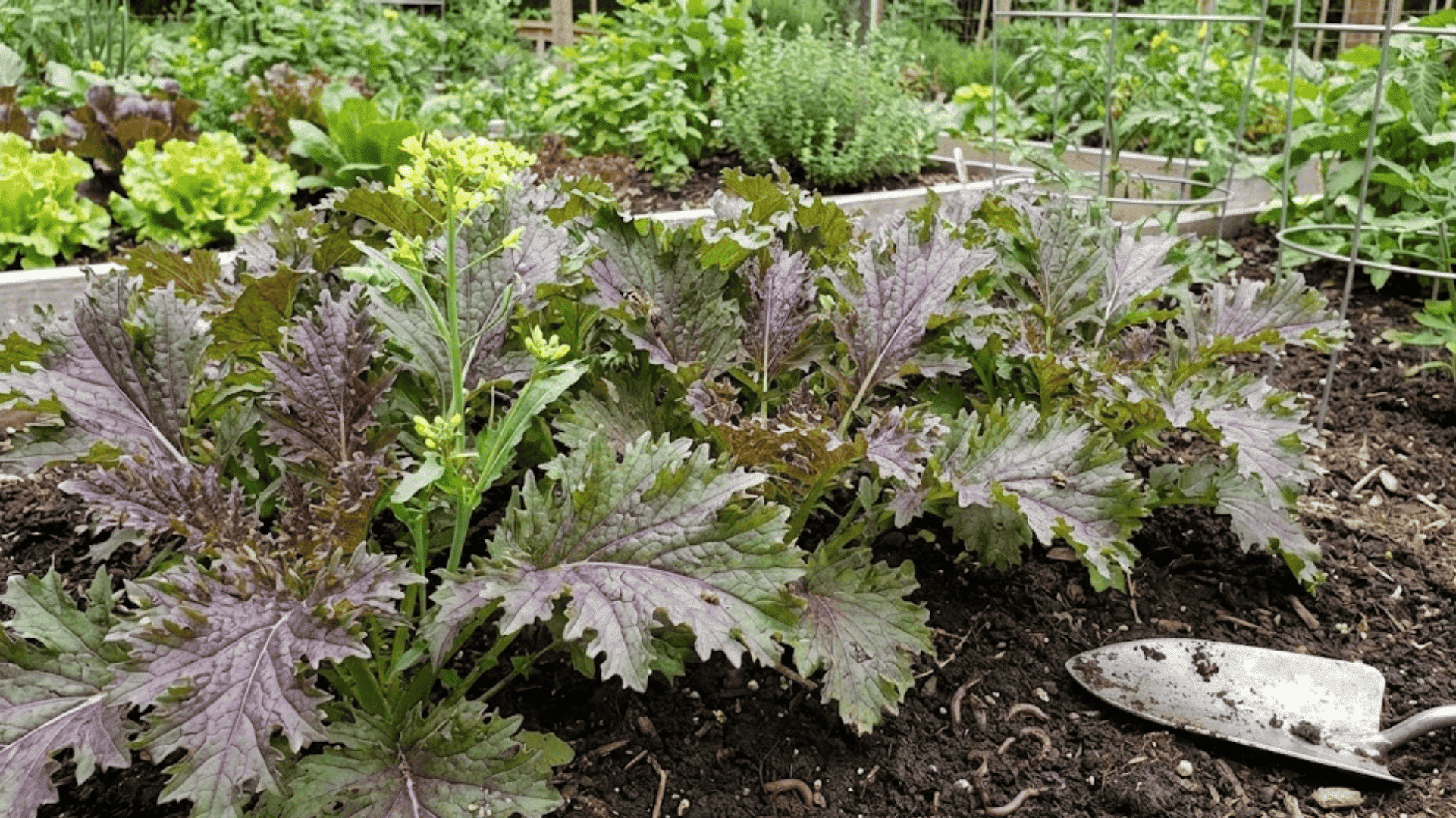 frilly mustard greens with purple tinged serrated leaves in organic garden bed