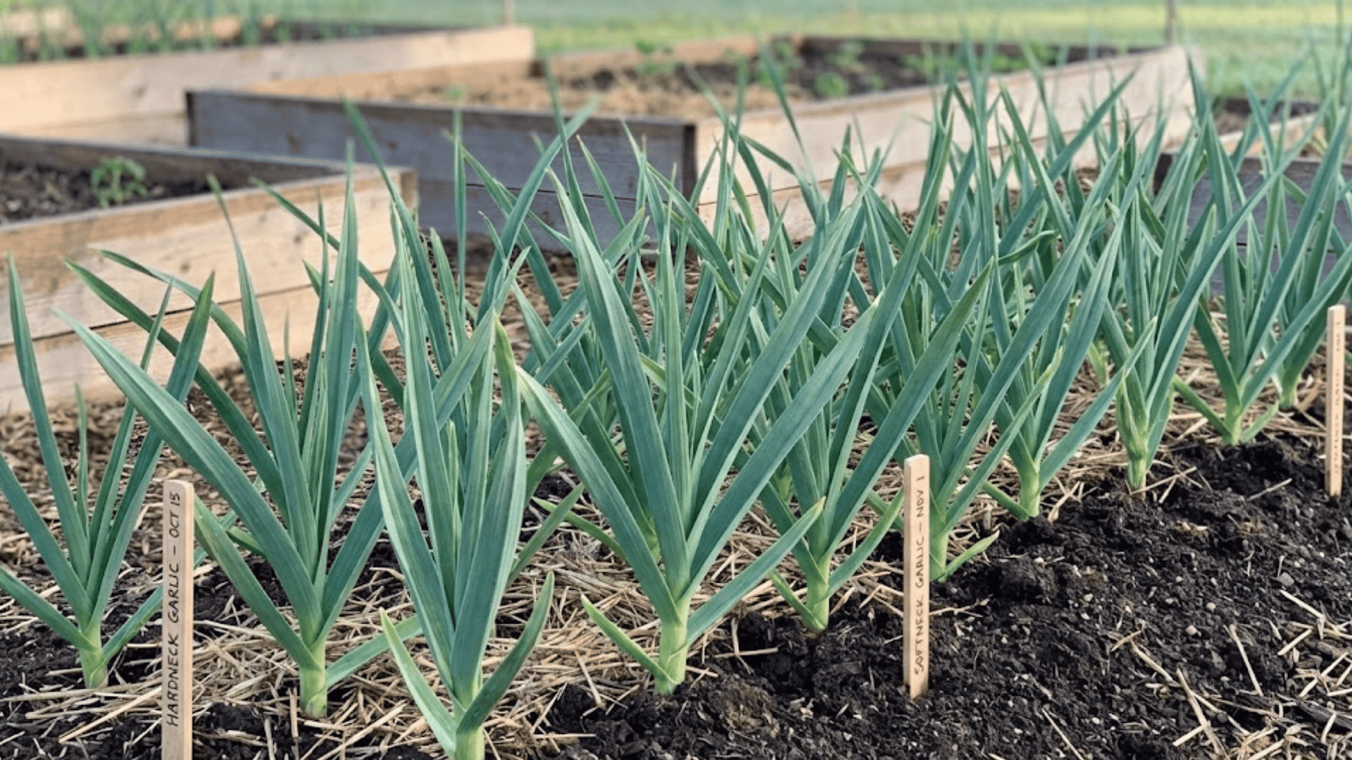 garlic plants with blue green pointed leaves growing in neat garden row