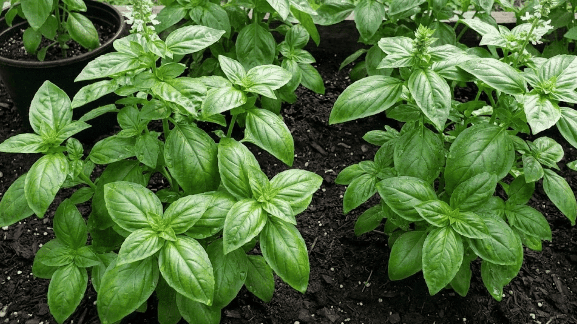 glossy green genovese basil plants with oval aromatic leaves showing bushy growth in summer garden