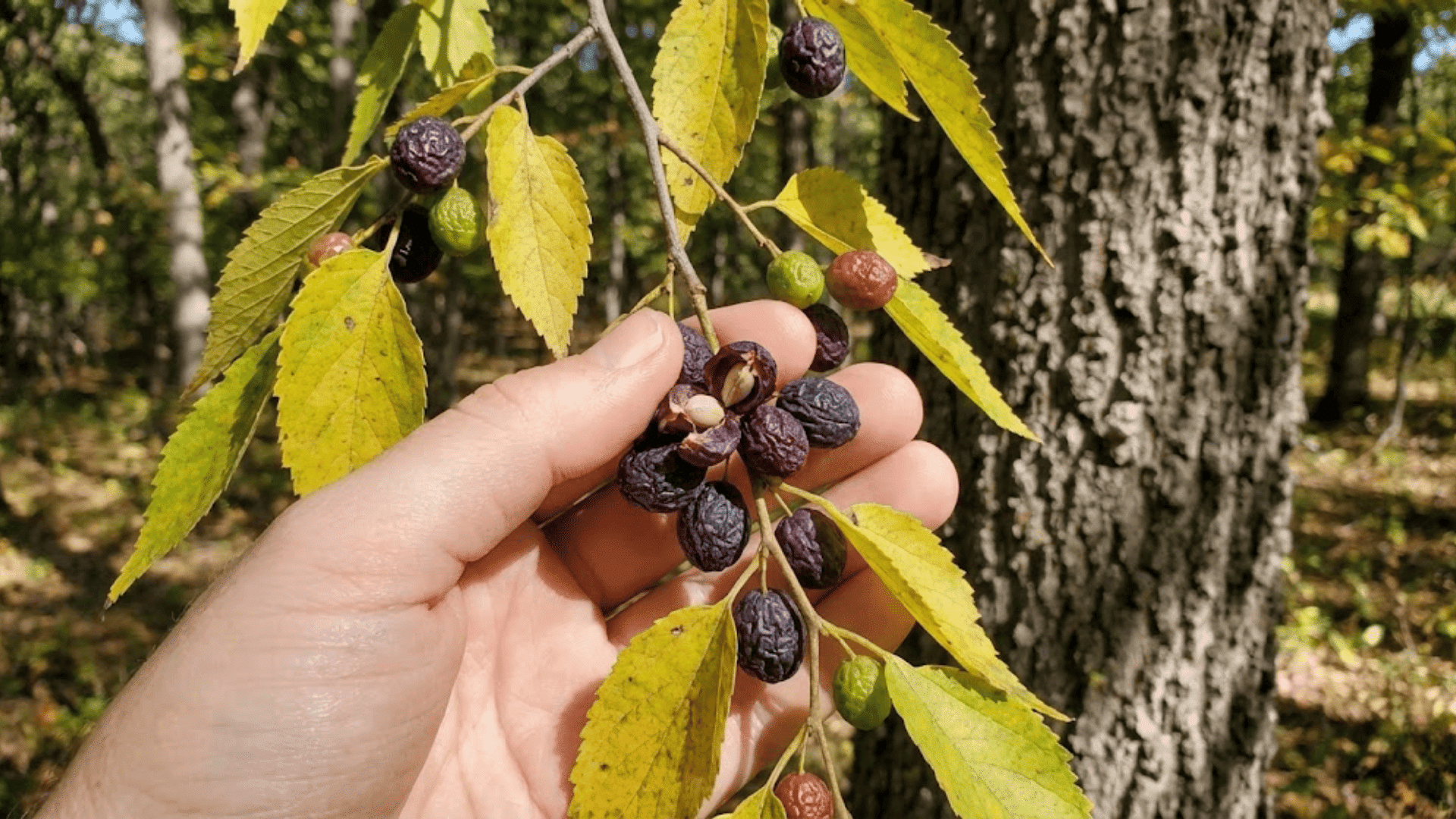 hackberry tree fruit explained