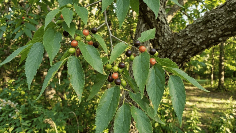 hackberry tree fruit uses wildlife value tree facts