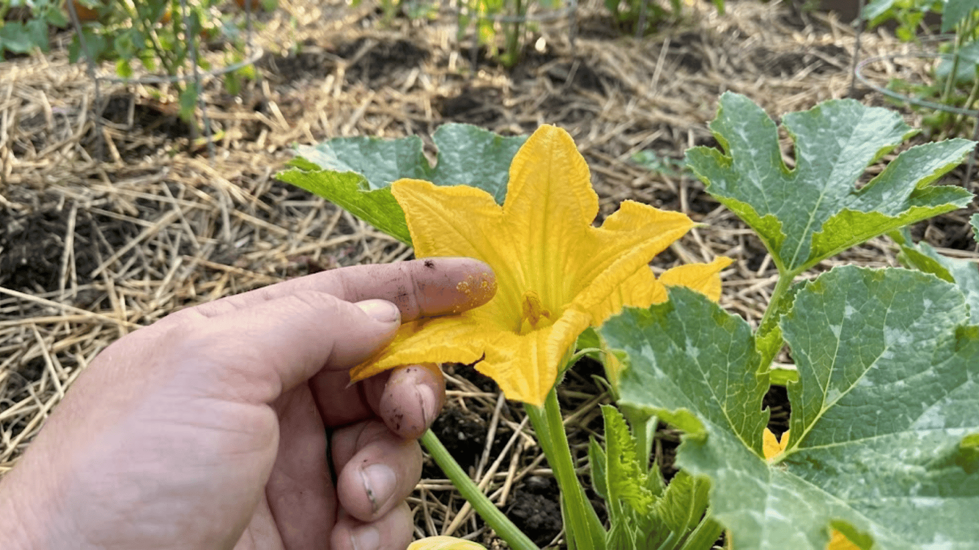 hand touching yellow pollen on male zucchini flower anther in garden