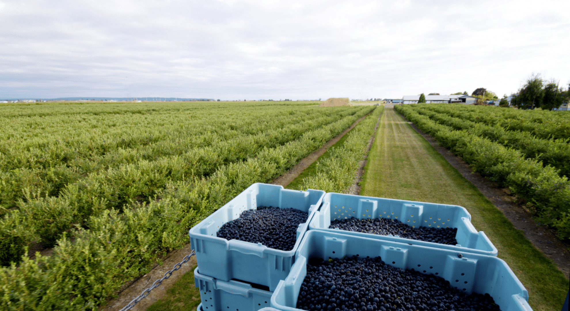 harvesting your blueberries