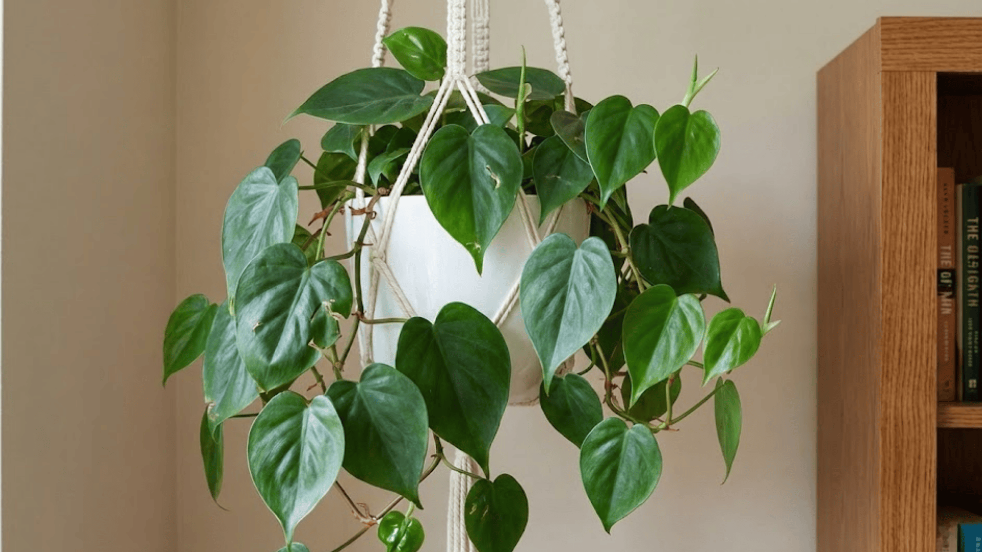 heartleaf philodendron
