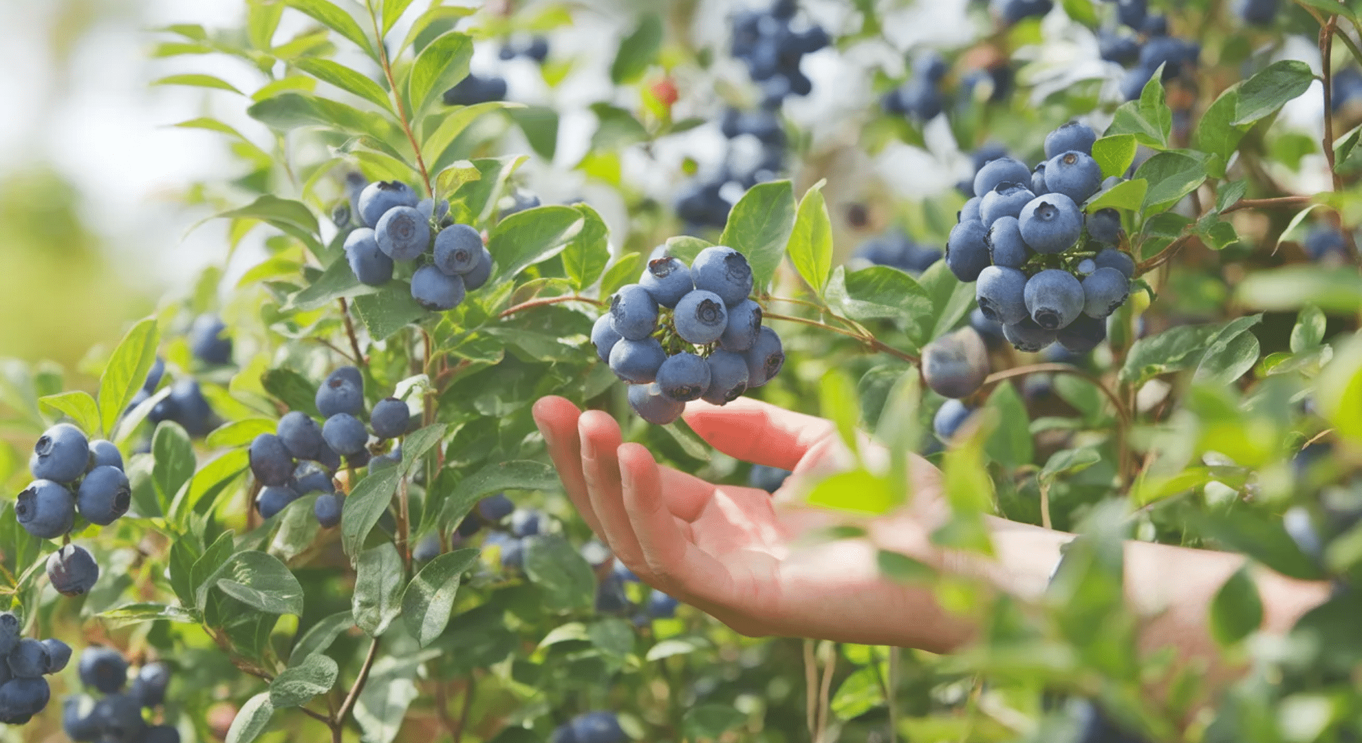 how to care for blueberry bushes successfully
