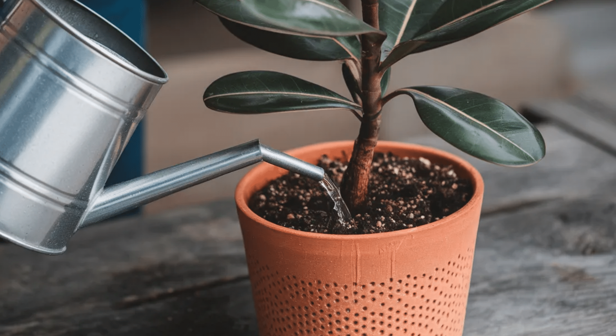 how to water your rubber fig properly