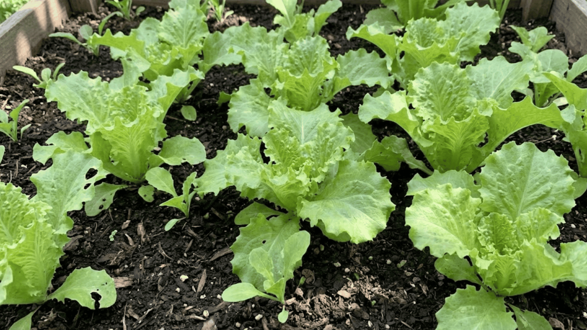 loose-leaf lettuce with ruffled green leaves growing in garden bed as shade-tolerant companion plant