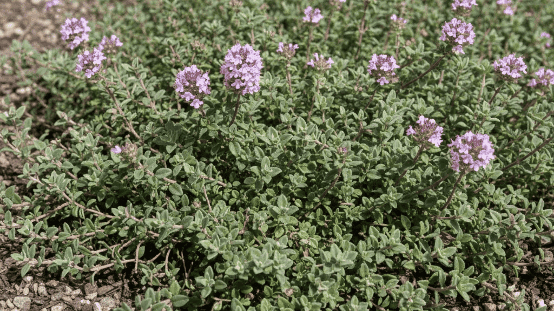 low growing thyme plants with tiny narrow leaves and small lavender flowers forming fragrant ground cover