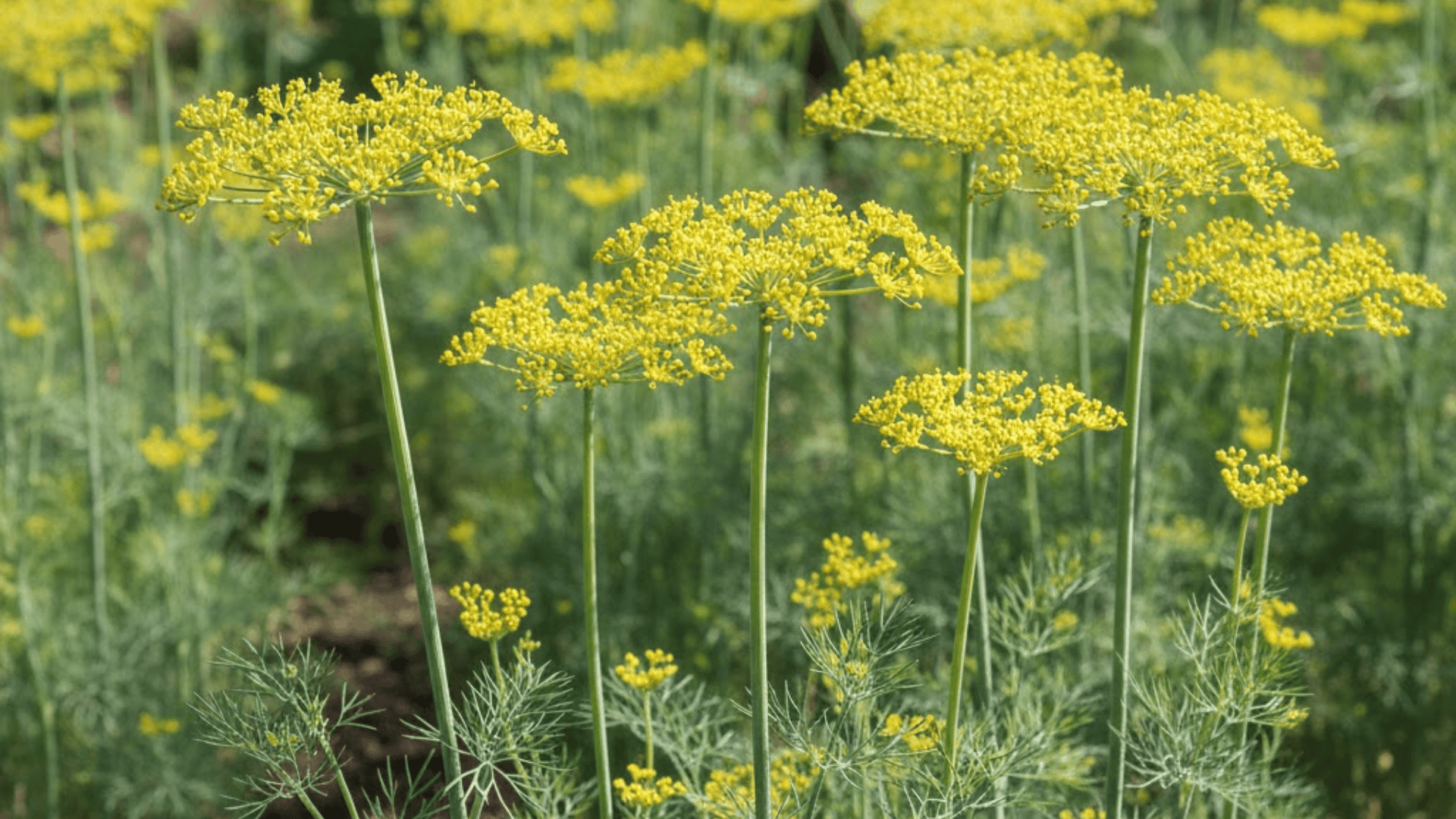 mature dill plants with yellow green umbrella shaped flower clusters and feathery blue green foliage