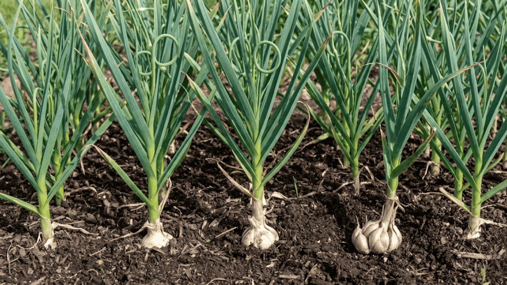 mature garlic plants with blue-green leaves and developing scapes growing in rows for pest-repellent companion planting