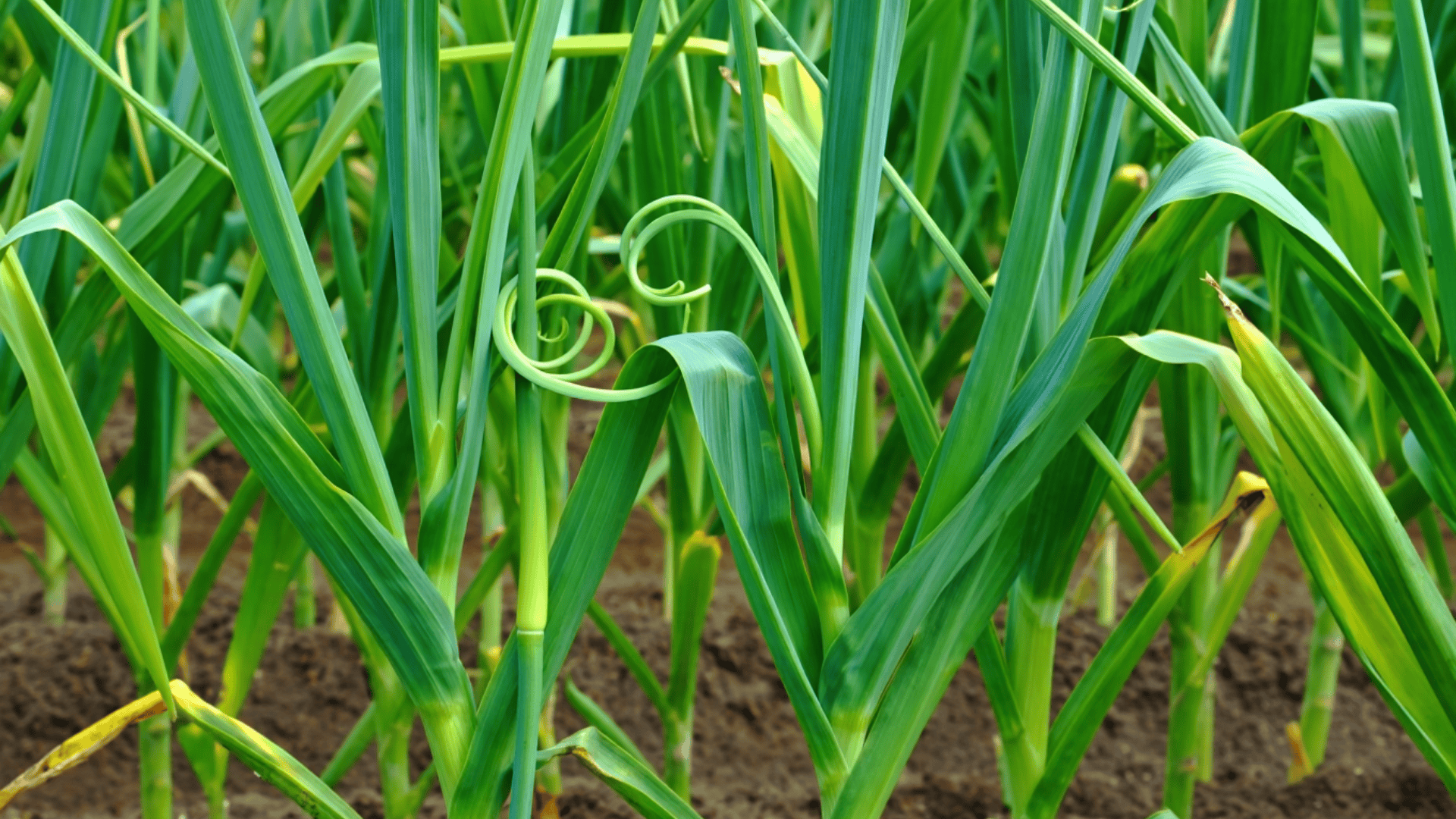 mature garlic plants with flat blue green leaves and curling scapes growing vertically in garden rows