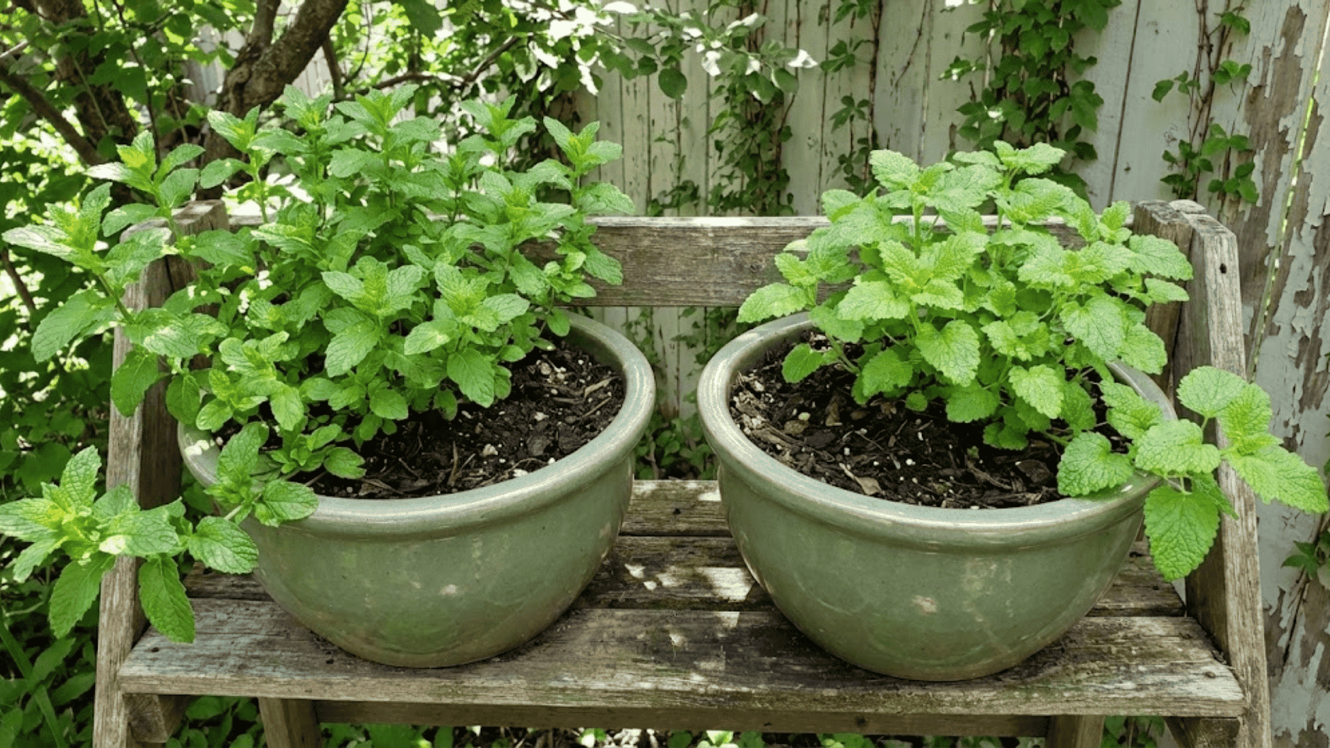 mint and lemon balm in separate pots on wooden garden shelf with dappled sunlight
