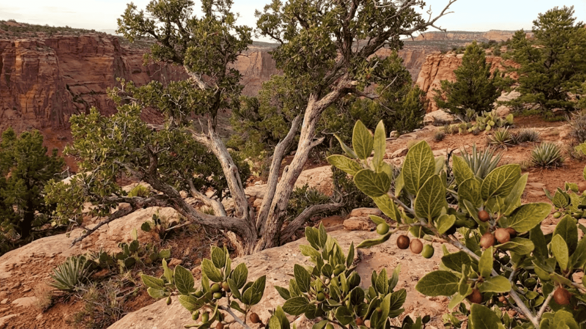 netleaf hackberry celtis reticulata