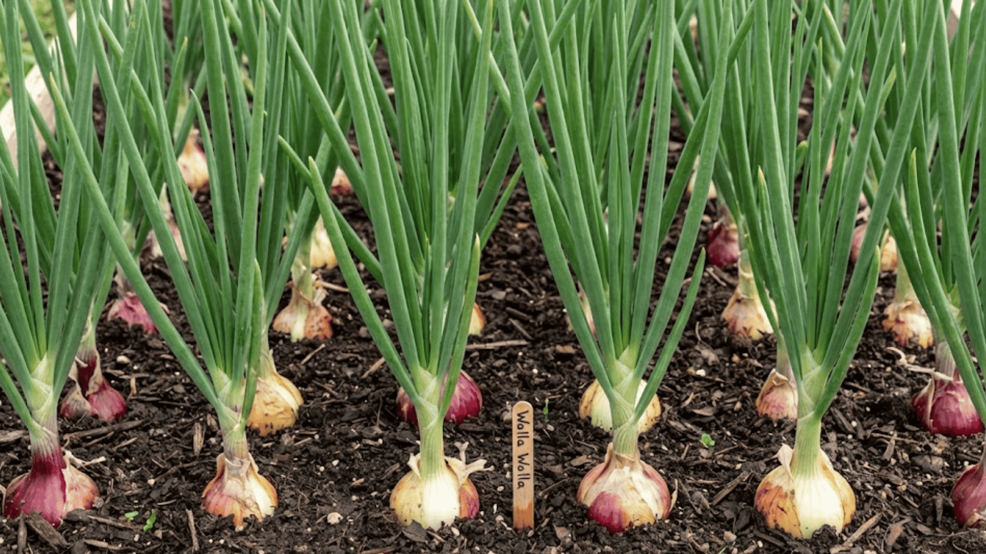 onion plants with hollow tubular green leaves and developing bulbs showing upright growth habit in garden