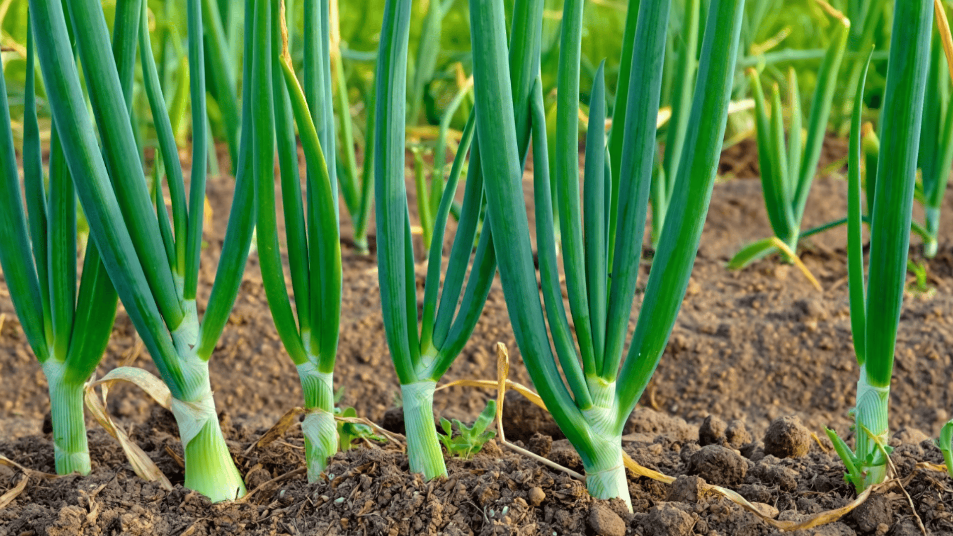 onion plants with tubular green shoots and rounded bulbs emerging from dark fertile garden soil