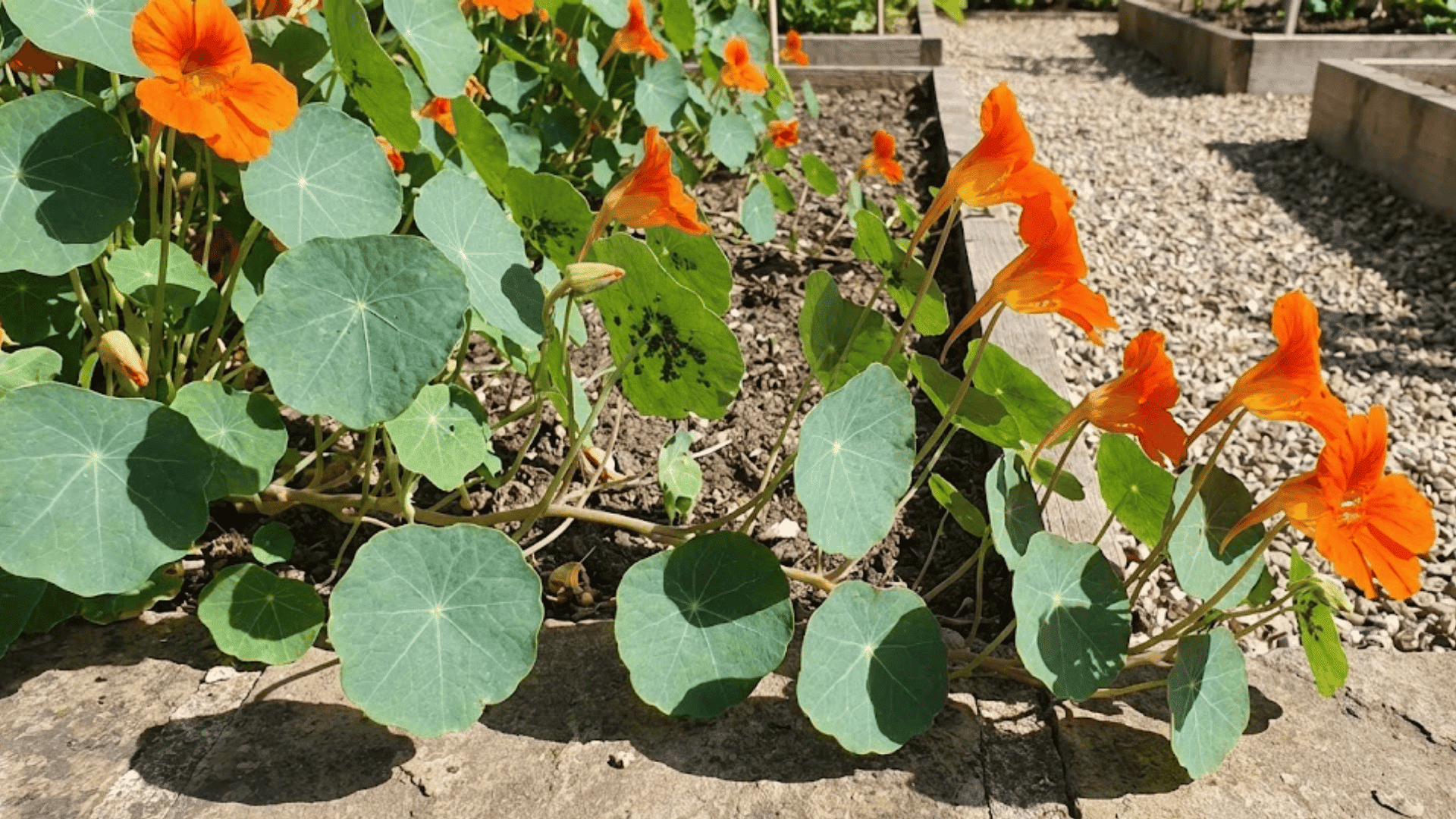 orange nasturtium flowers with round leaves trailing along garden bed edge naturally