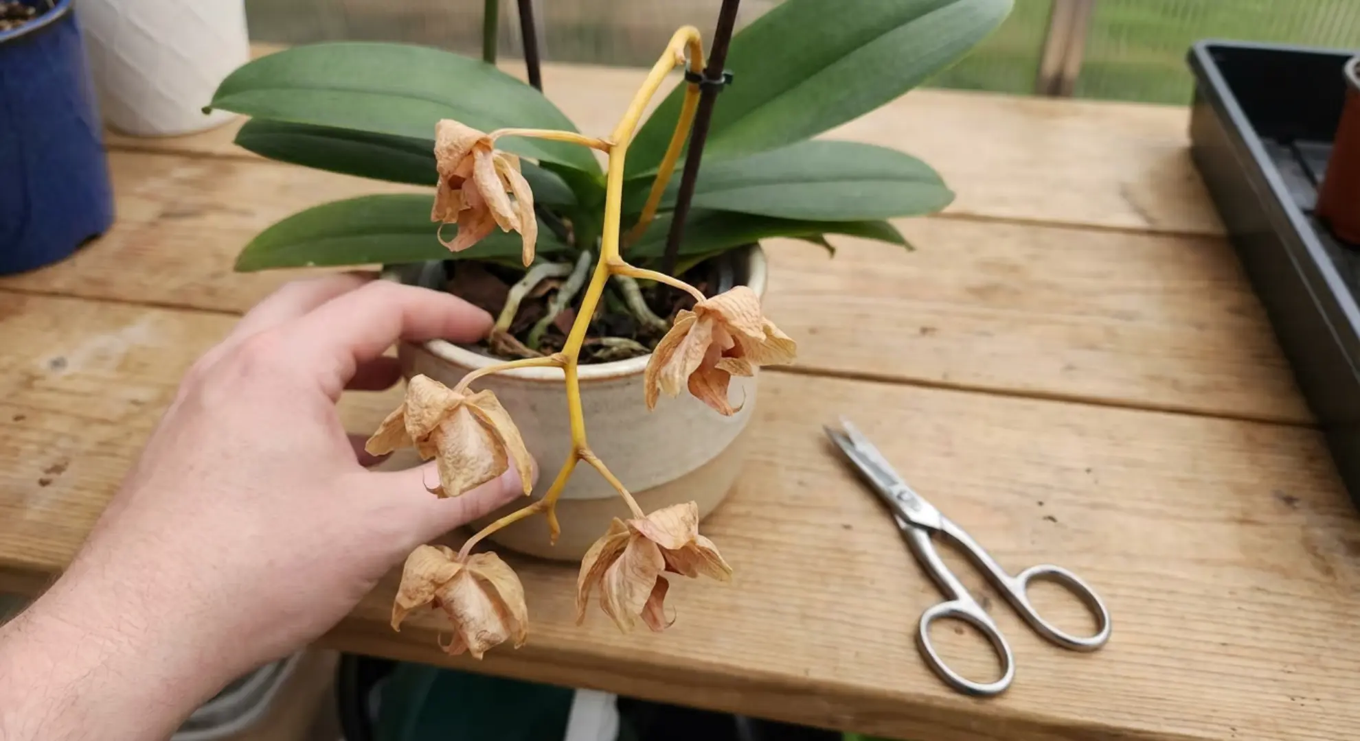 orchid with spent blooms and scissors ready for post-bloom trimming care