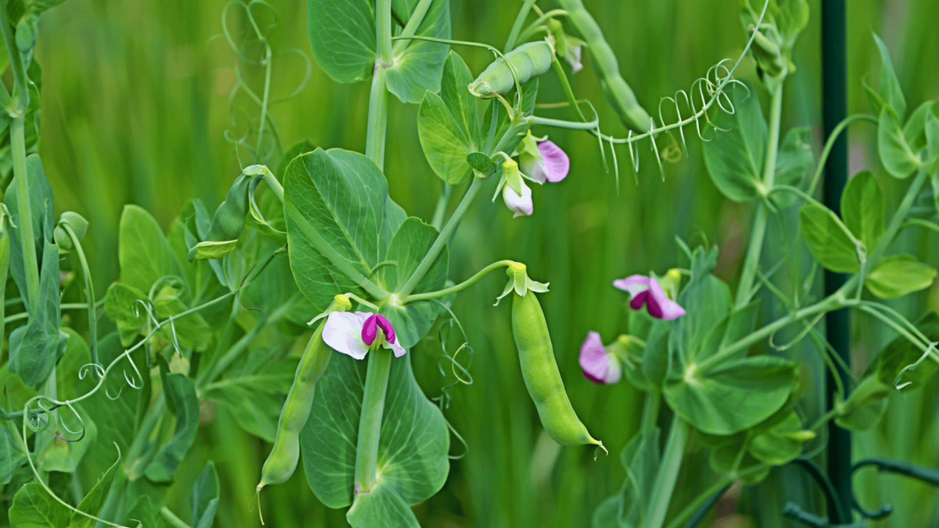 pea plants with compound leaves, curling tendrils, white flowers, and plump green pods on climbing vines