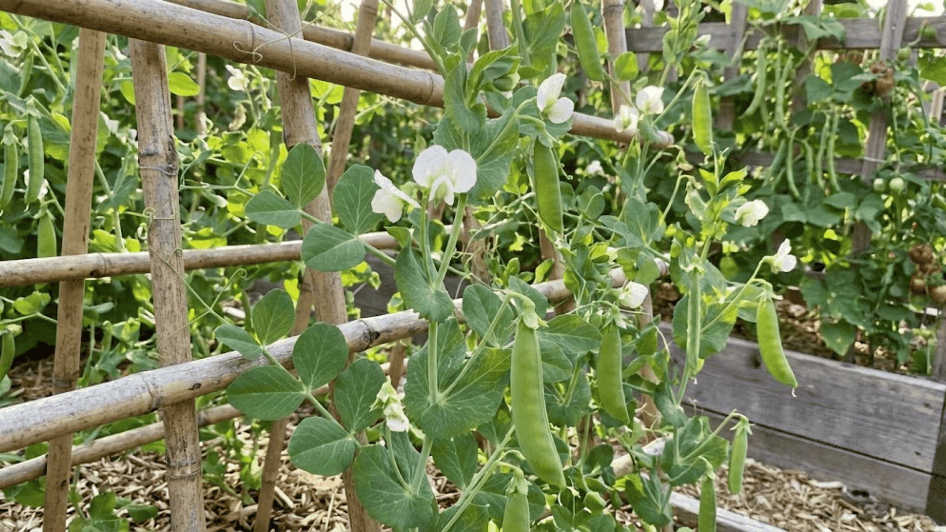 pea vines with white flowers and green pods climbing bamboo trellis in garden