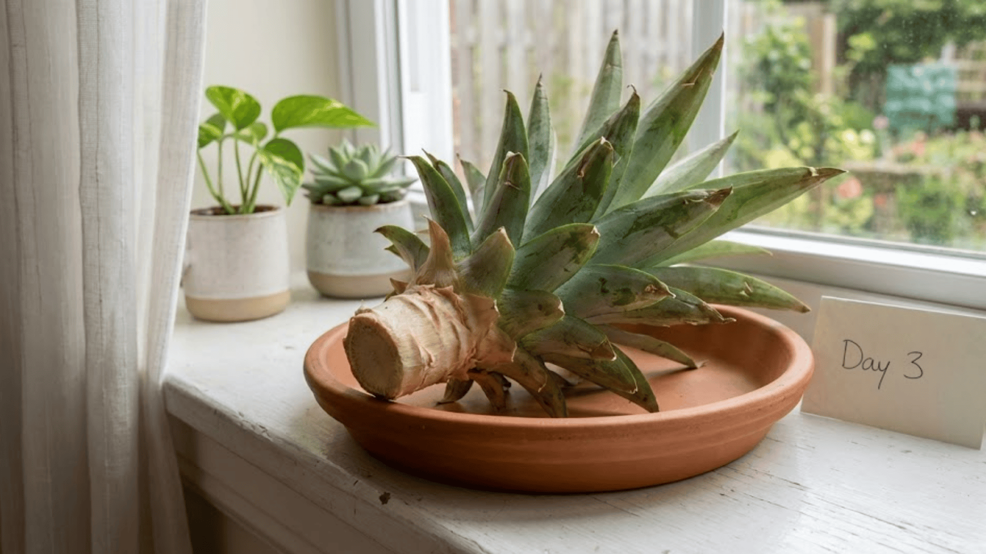 pineapple crown drying upright on windowsill with exposed stem in soft natural light (1)