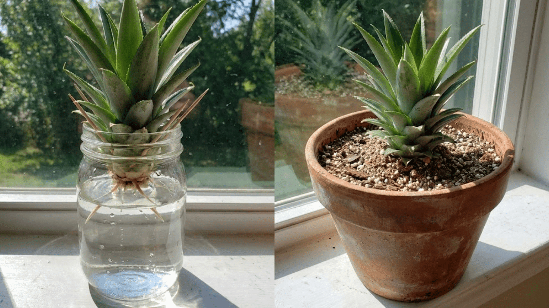 pineapple crown rooting in water glass and soil pot side by side on sunny windowsill
