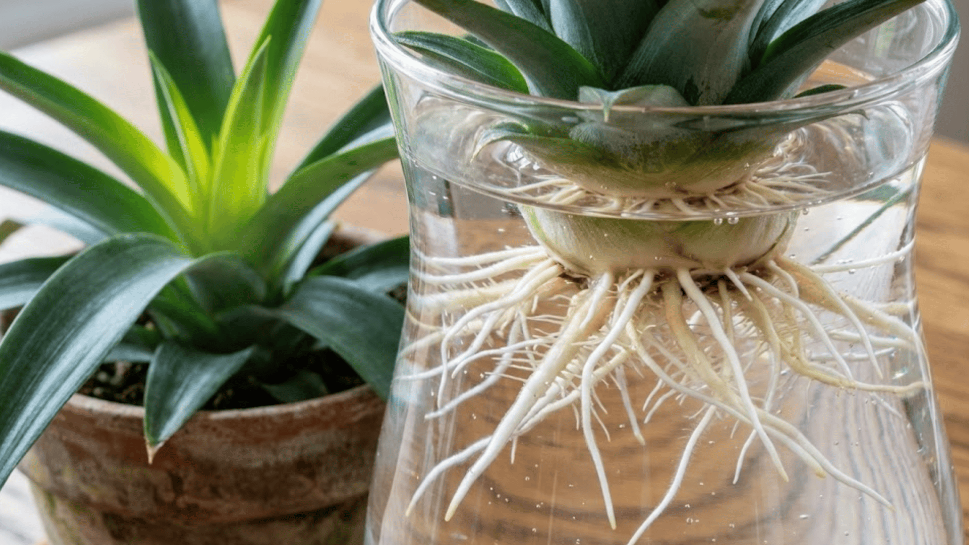 pineapple crown with developed white roots in clear glass of water on window ledge