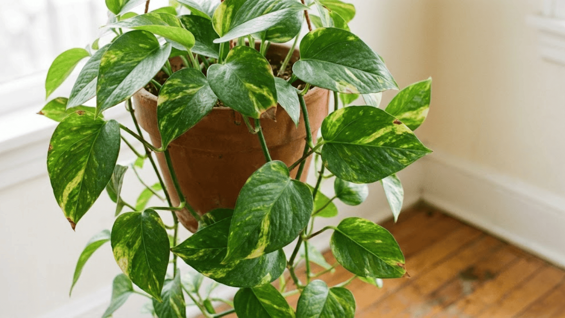pothos golden marble queen jade