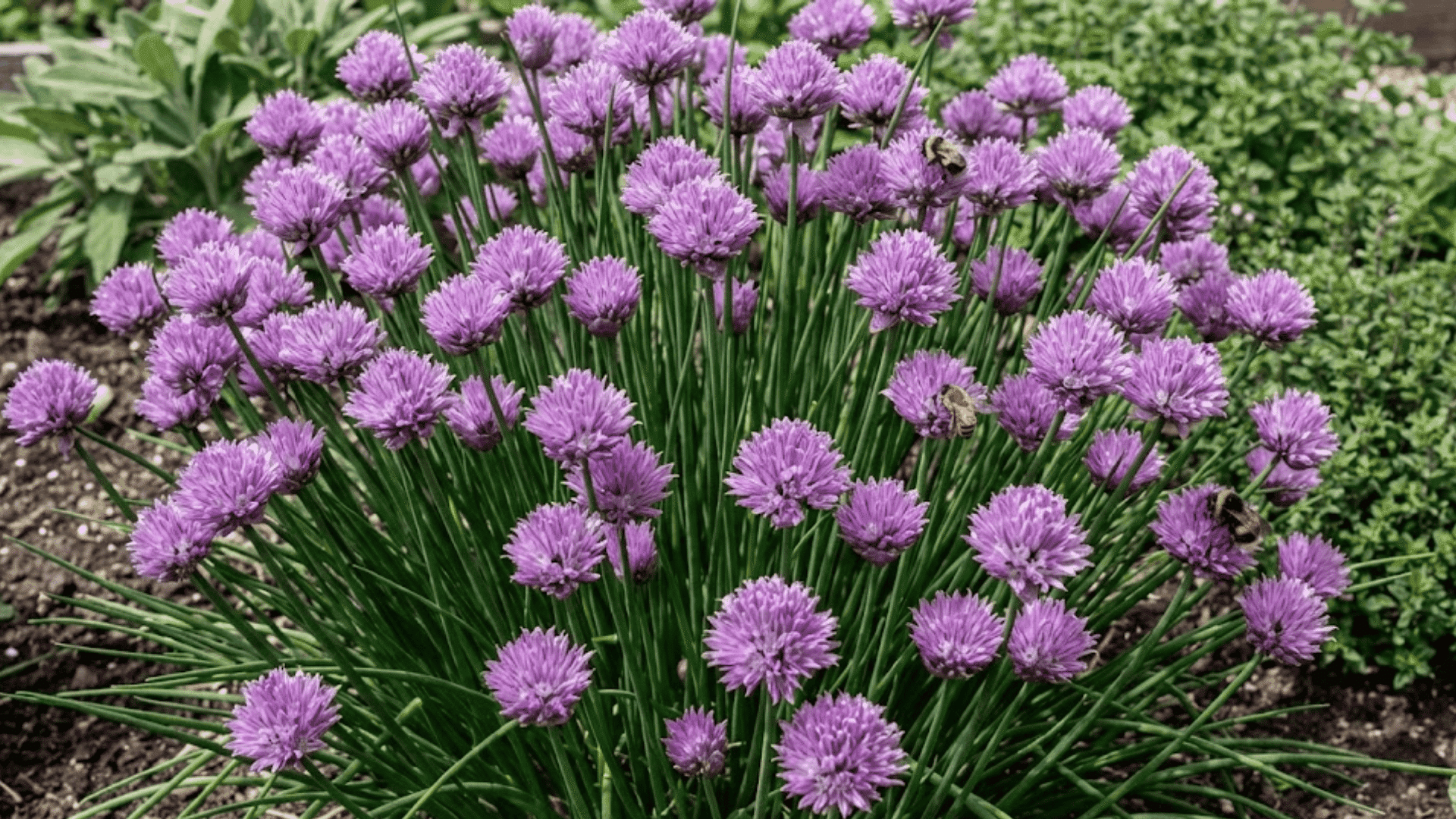 purple chive flowers in full bloom with bees pollinating and thin green leaves
