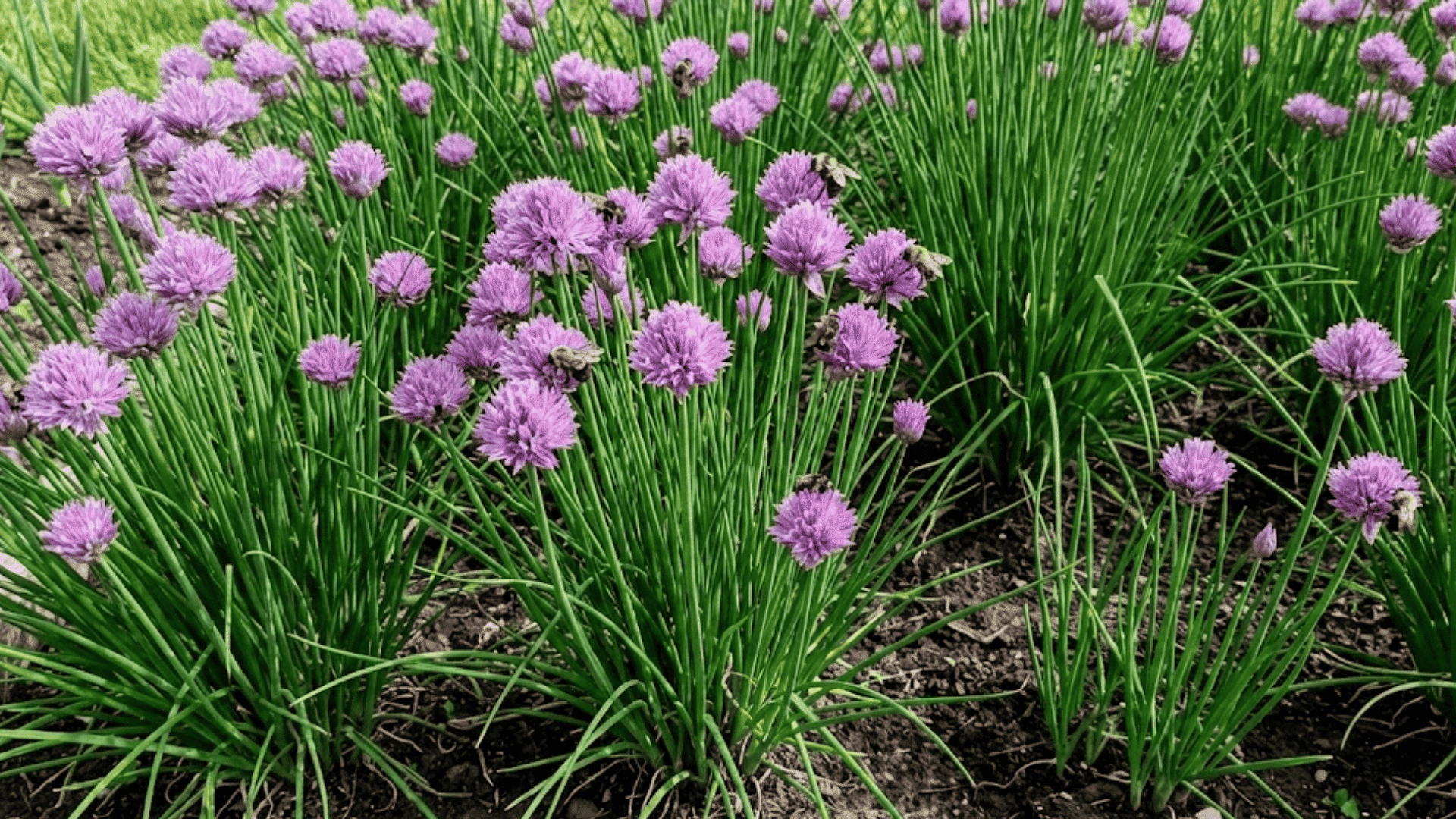 purple chive flowers in spherical blooms with grass-like foliage attracting bees in garden border planting