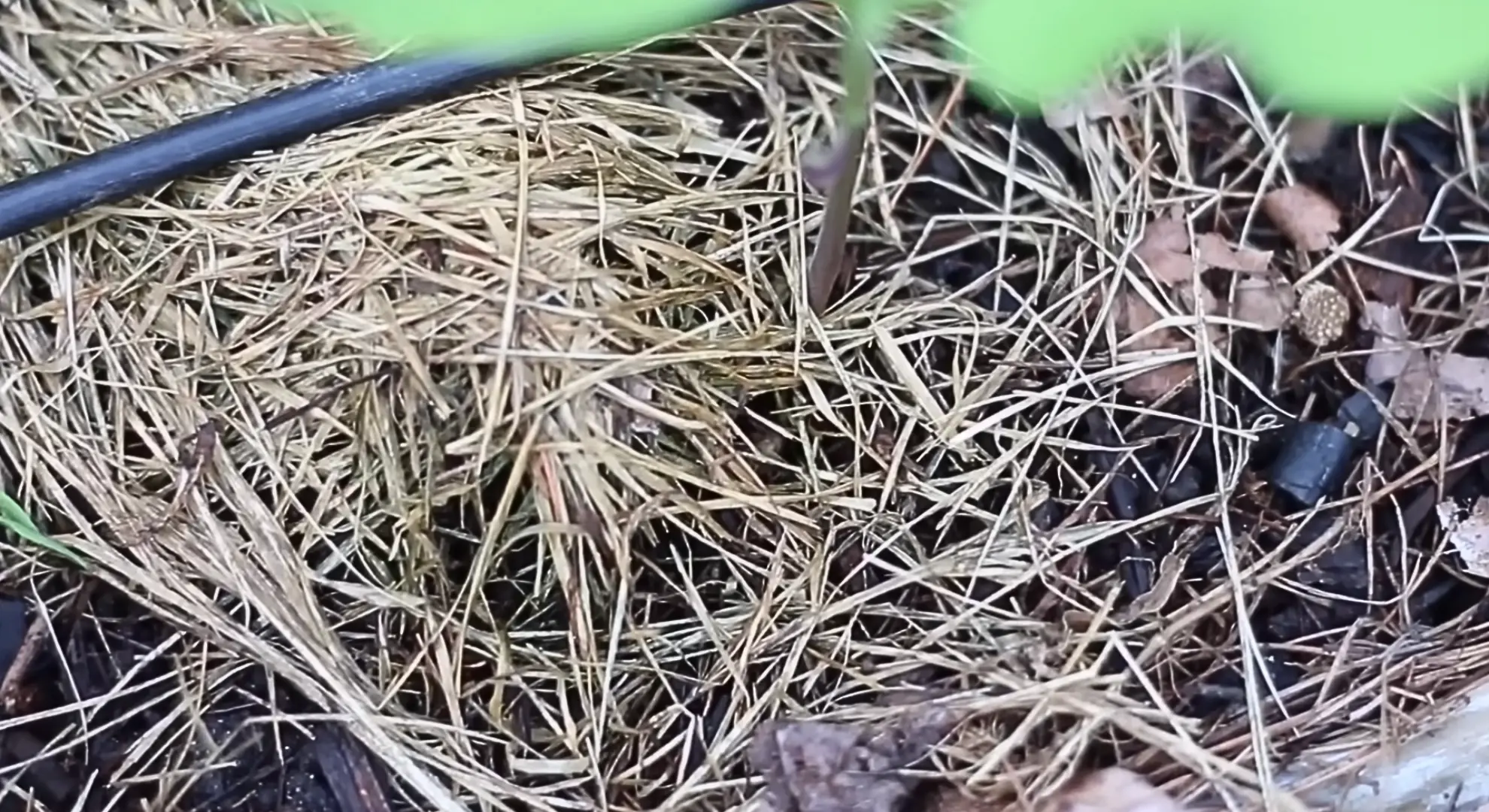 puting mulch in after seed is planted