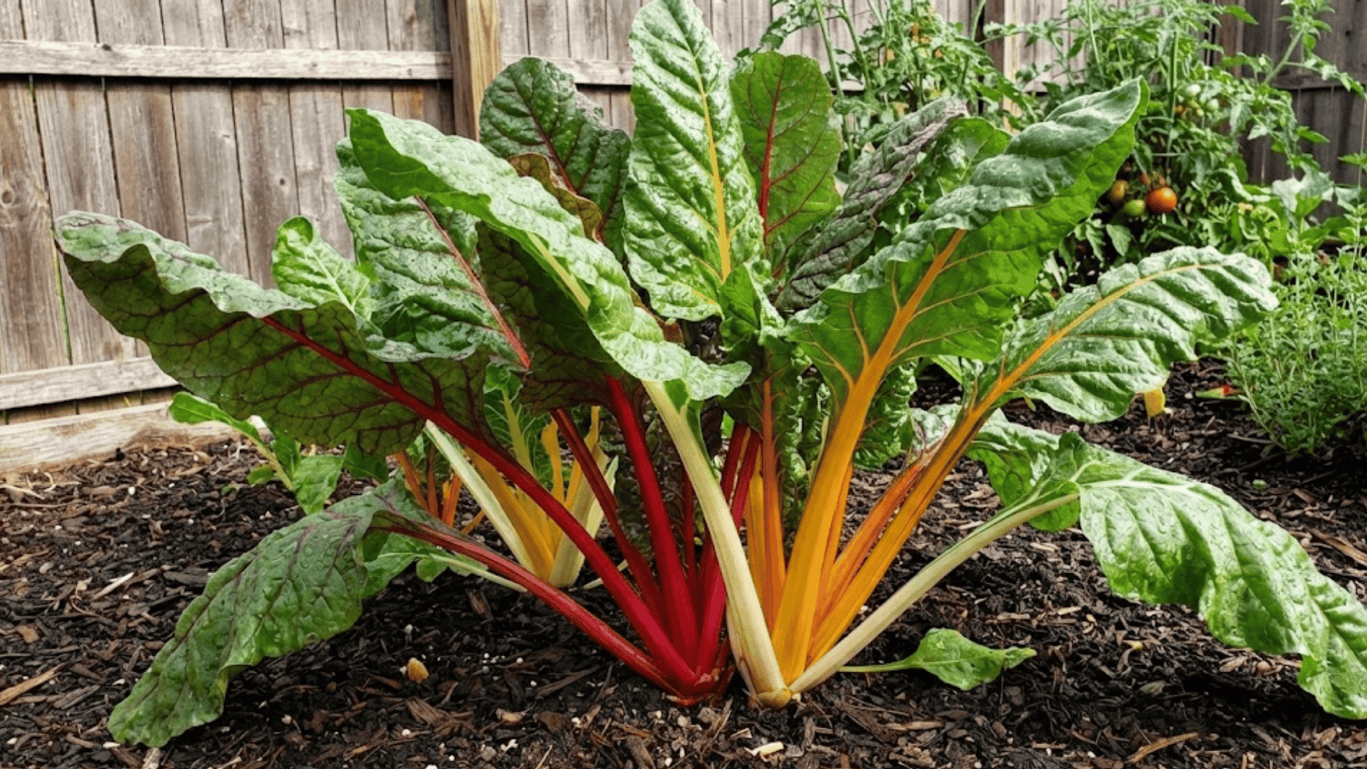 rainbow swiss chard with colorful red yellow and white stems and dark green leaves