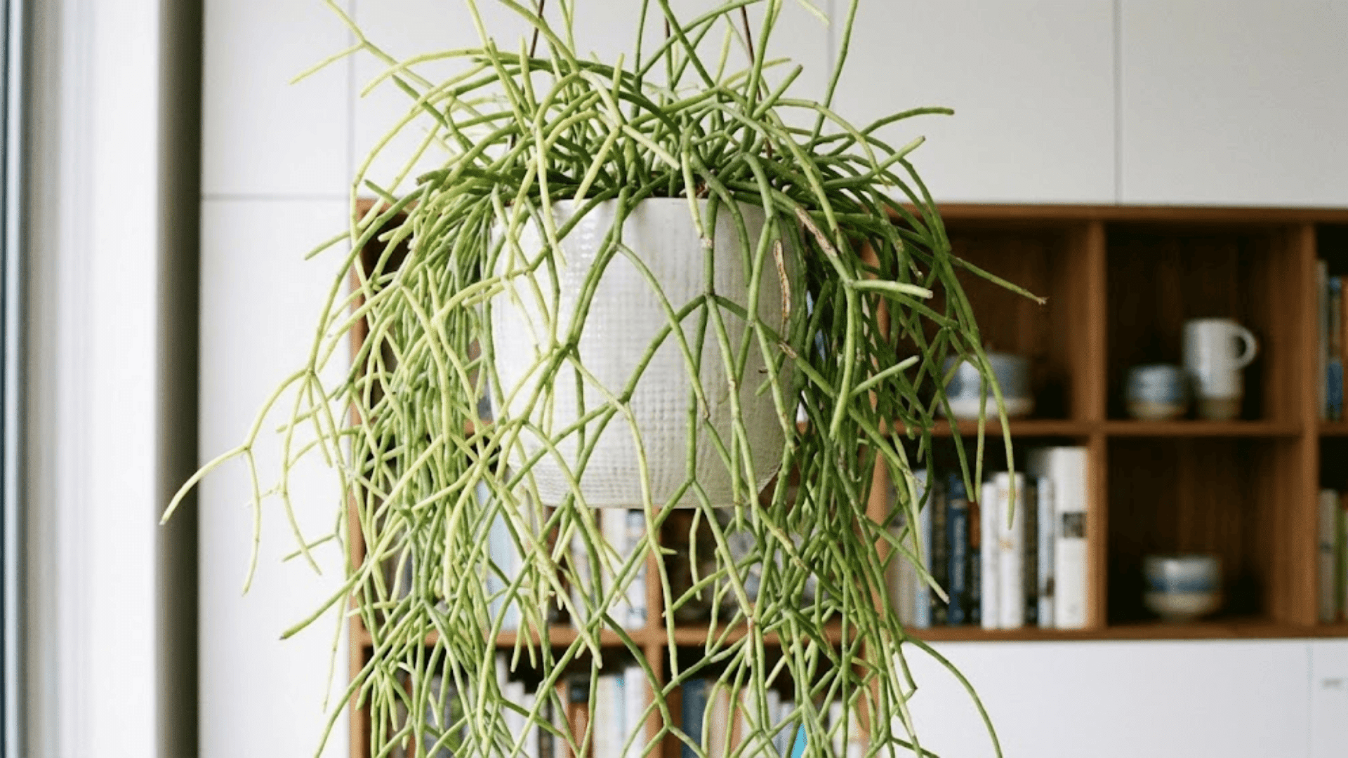 rhipsalis mistletoe cactus