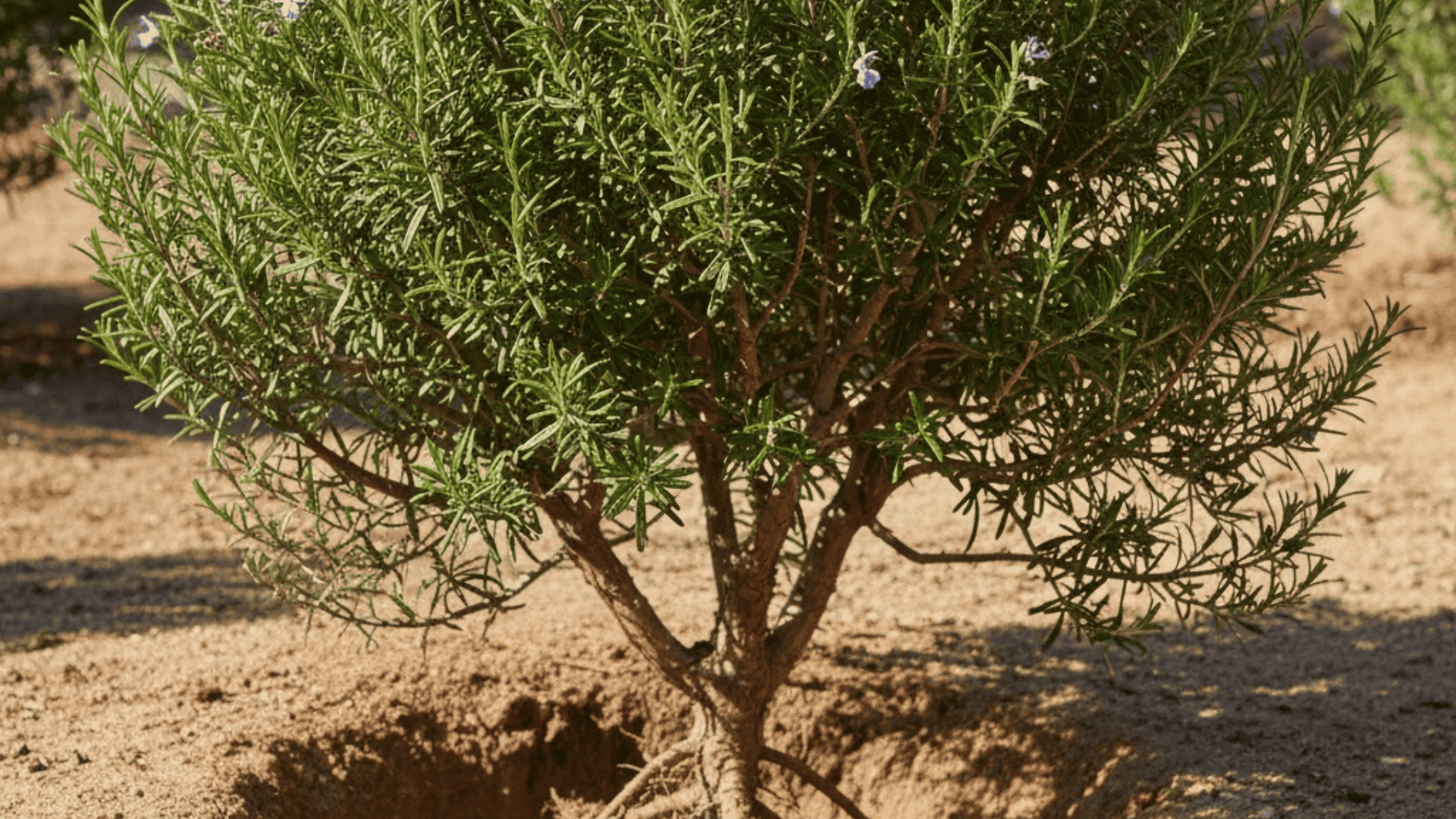 rosemary plant with needle-like aromatic leaves on woody stems showing drought-adapted Mediterranean growth habit