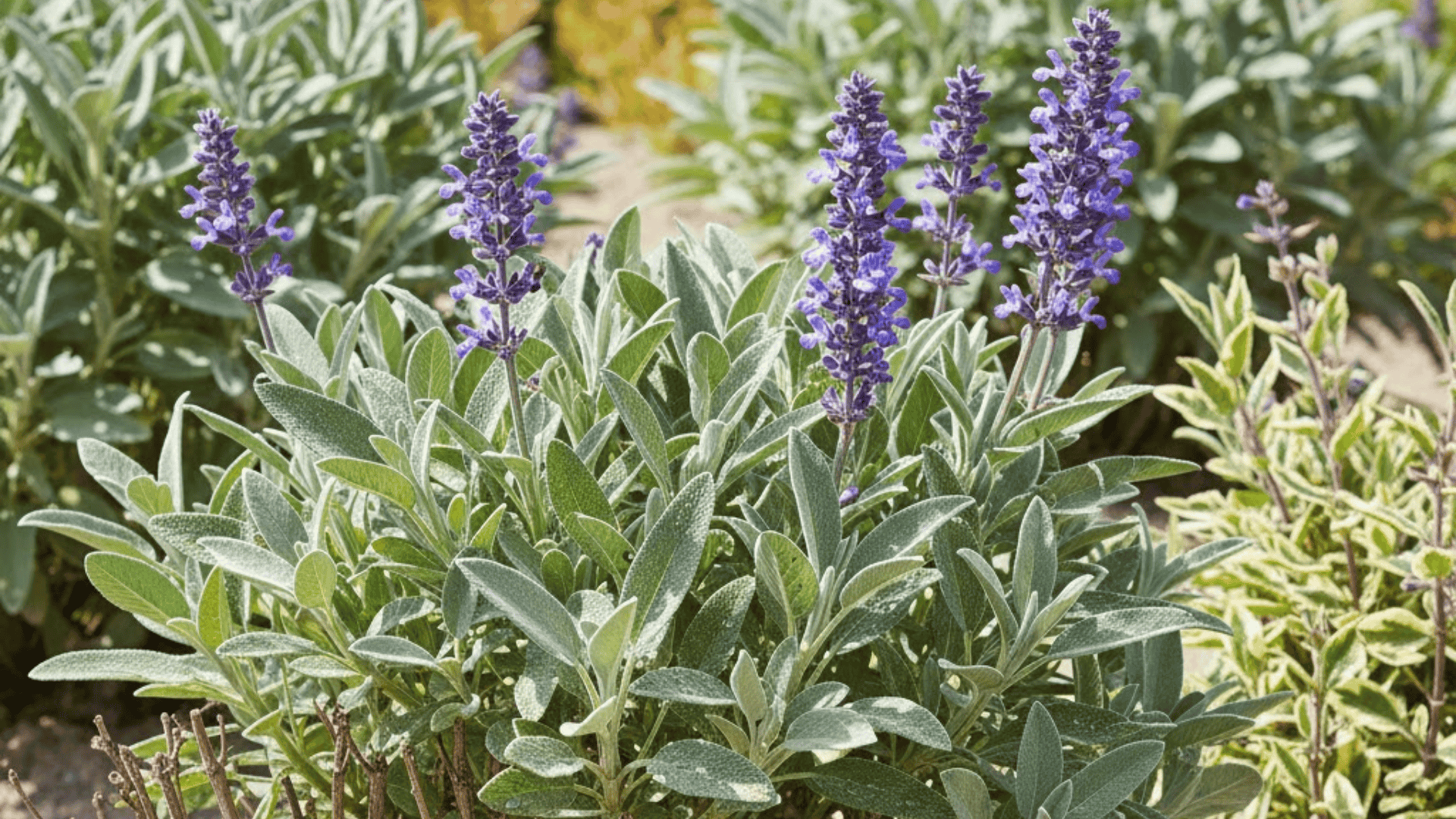 sage plant with fuzzy gray-green oval leaves and purple flower spikes showing mediterranean herb characteristics