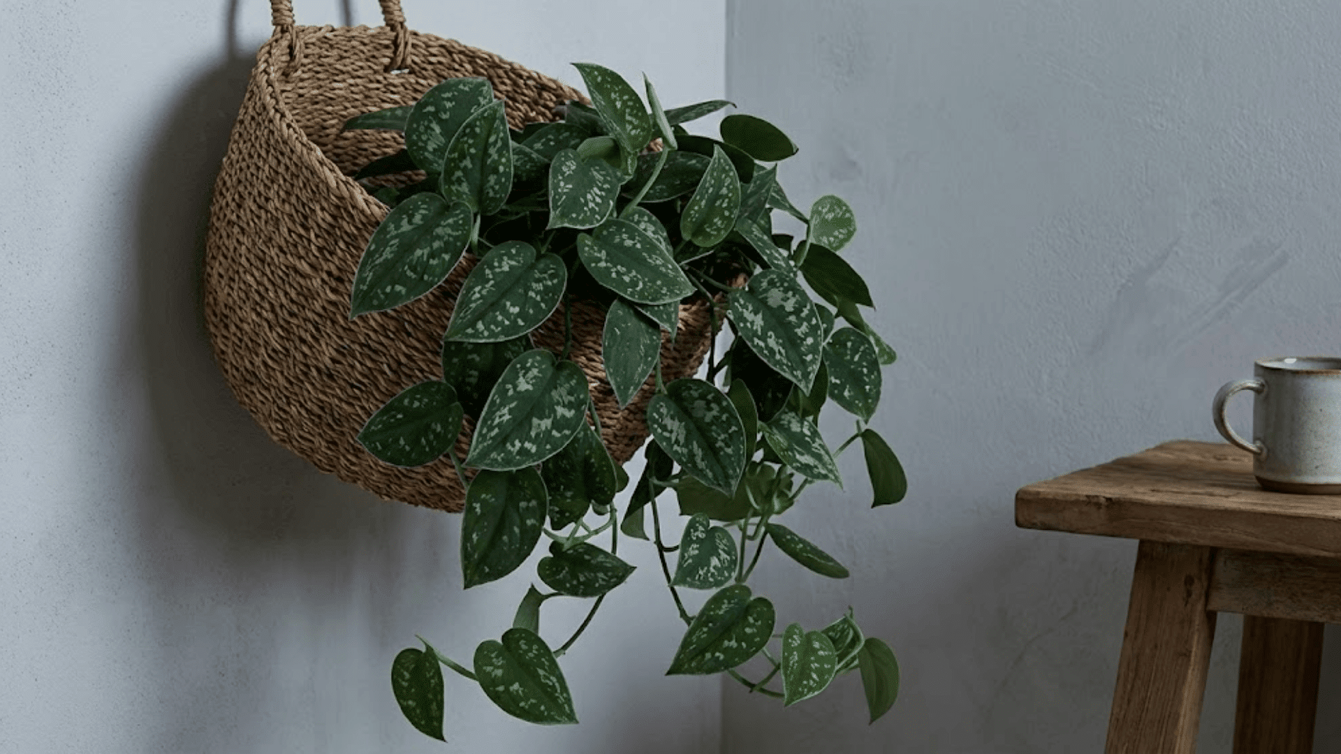 satin pothos scindapsus pictus