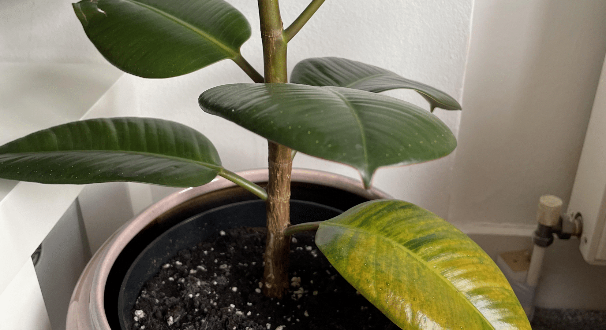 signs of overwatering vs underwatering