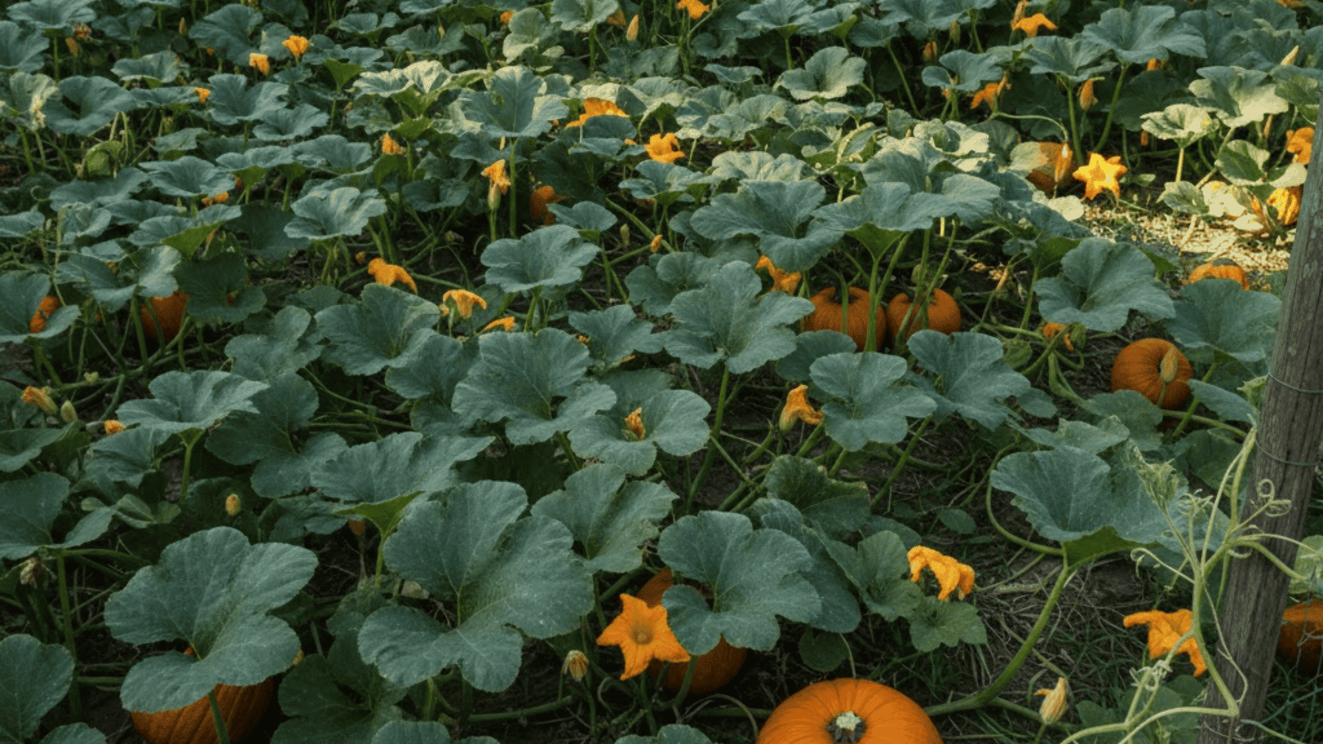 sprawling pumpkin vines with large lobed leaves and developing orange fruits covering extensive garden area