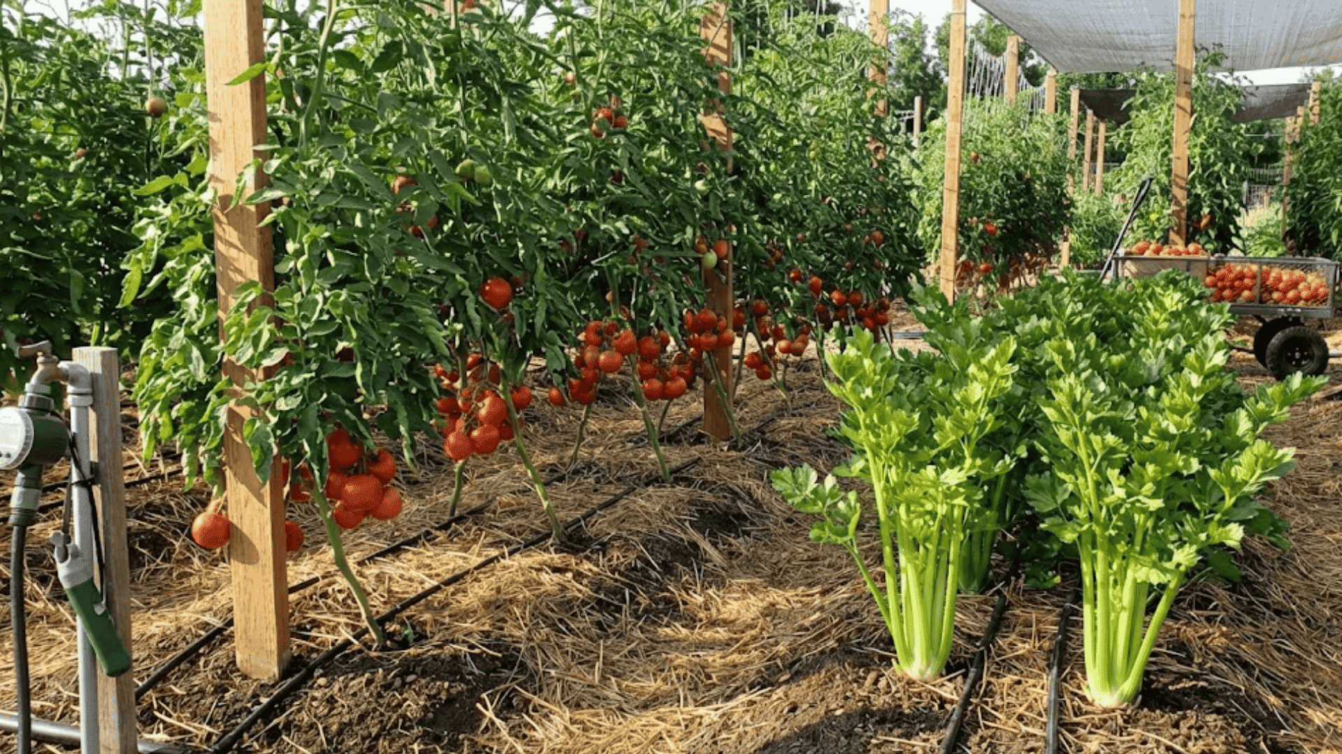 staked tomato plants providing afternoon shade to celery stalks during hot summer growing season arrangement