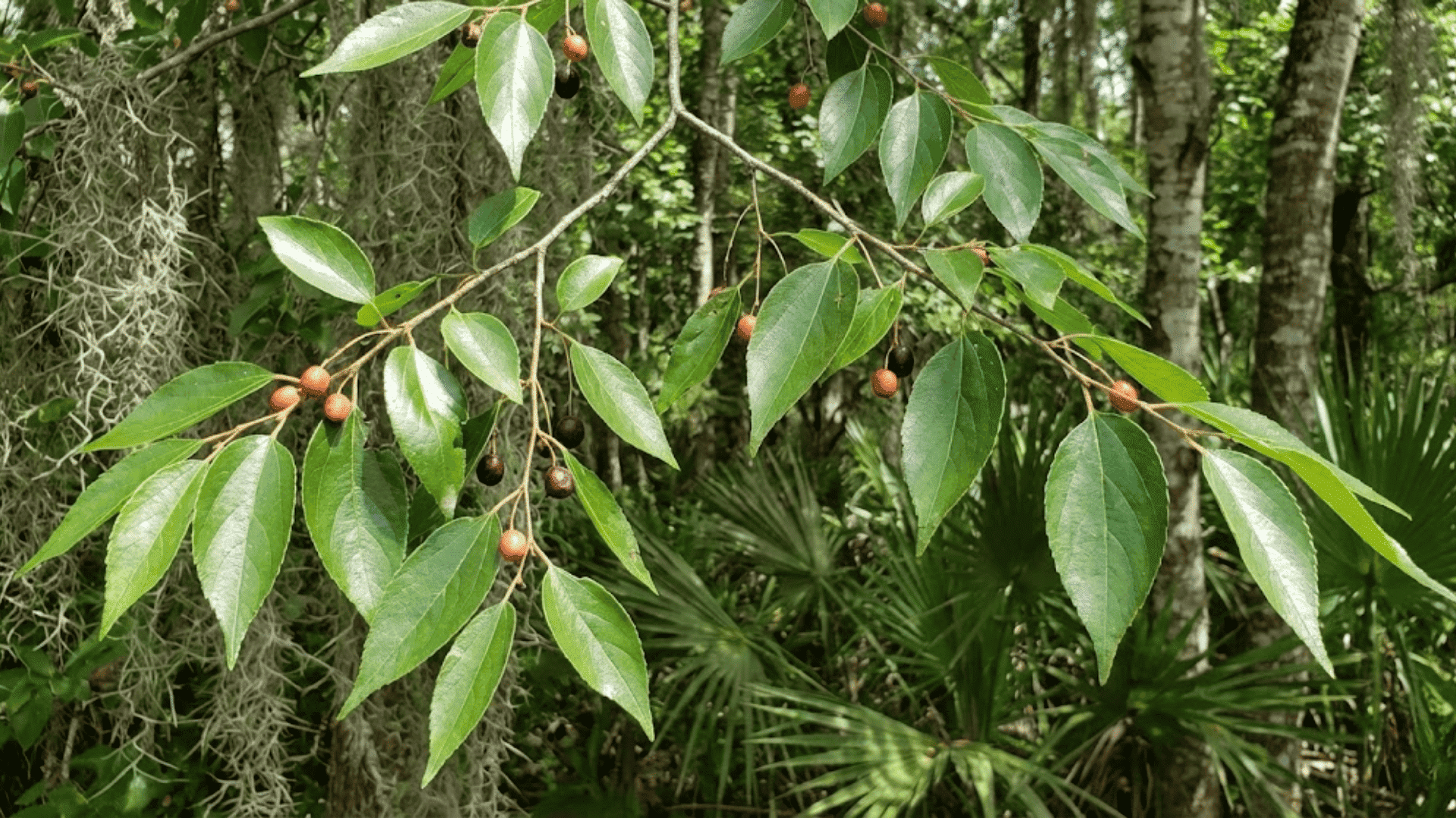 sugarberry celtis laevigata