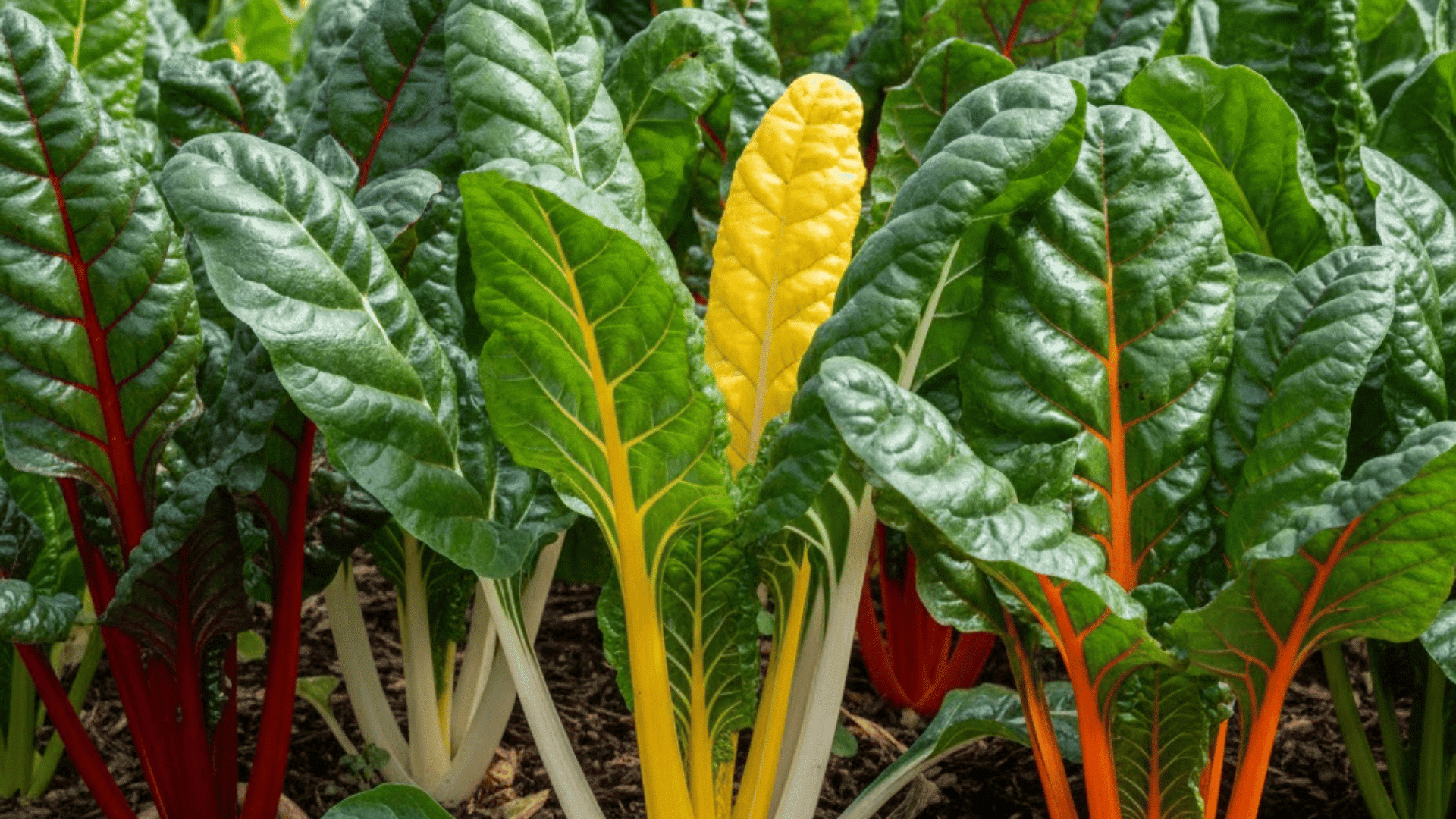 swiss chard plants with glossy dark green leaves and colorful red, yellow, and white stems in garden