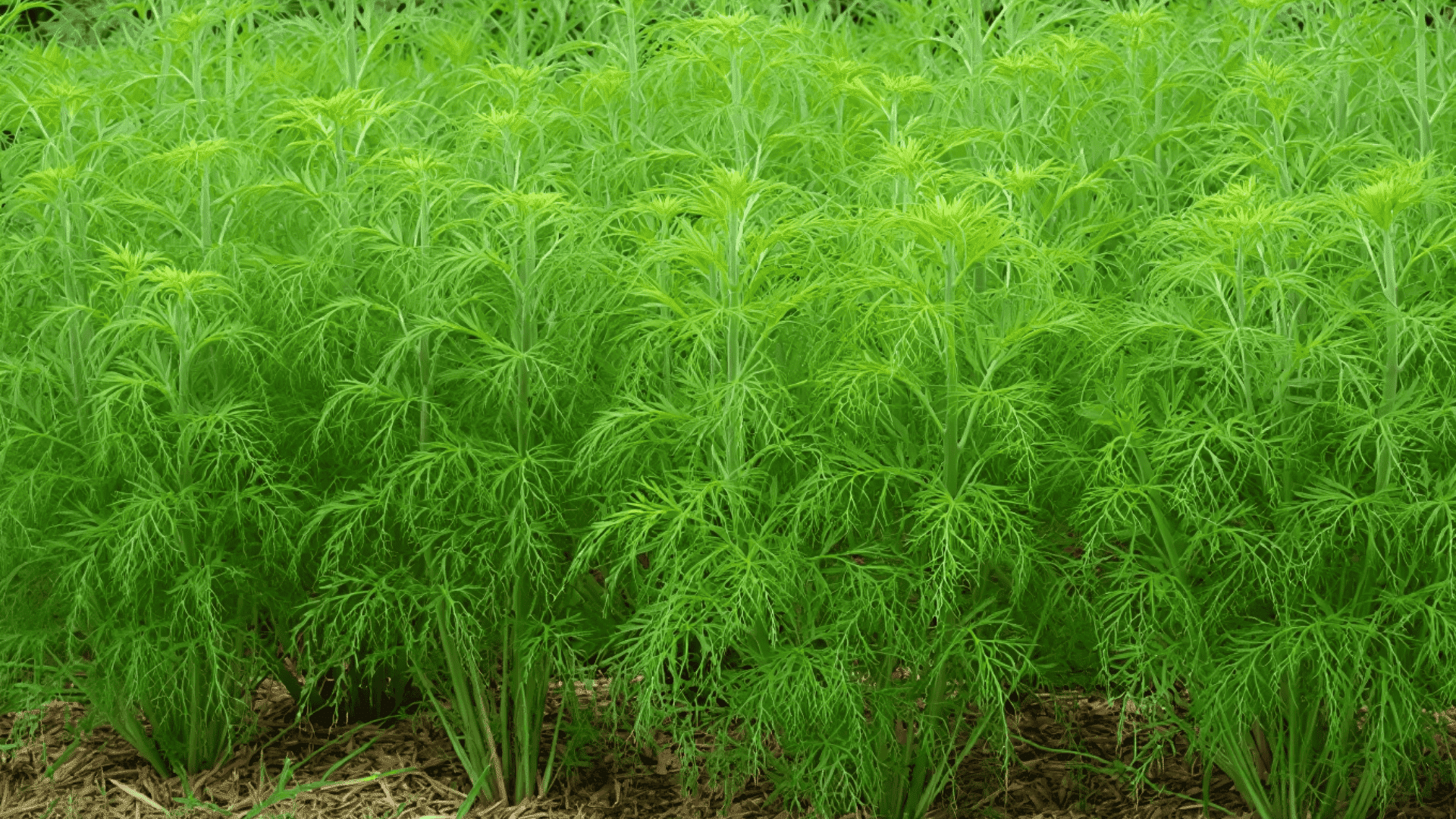 tall asparagus ferns with feathery bright green foliage creating airy texture in summer garden
