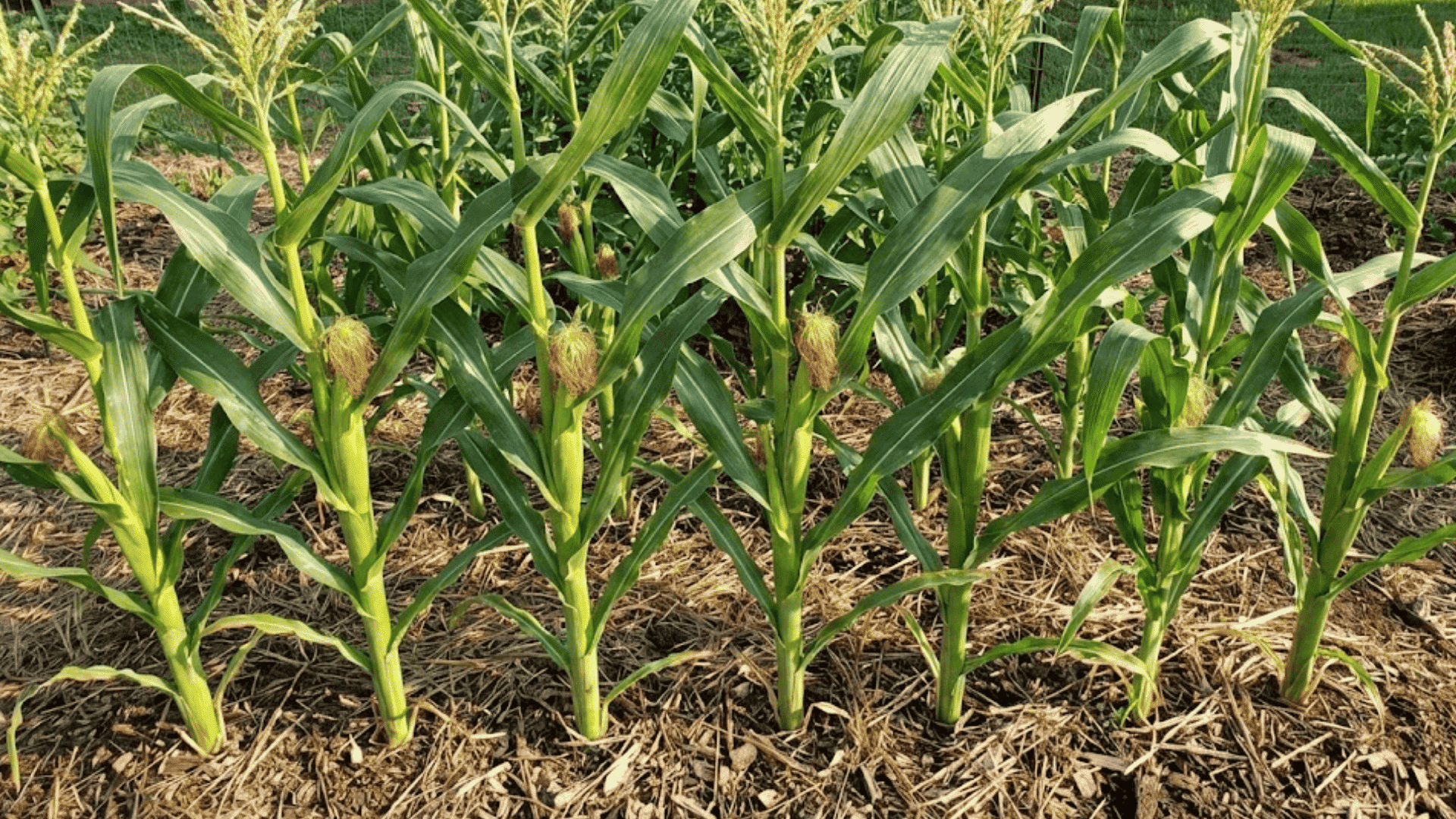 tall corn stalks with developing tassels and ears showing characteristic upright growth in vegetable garden