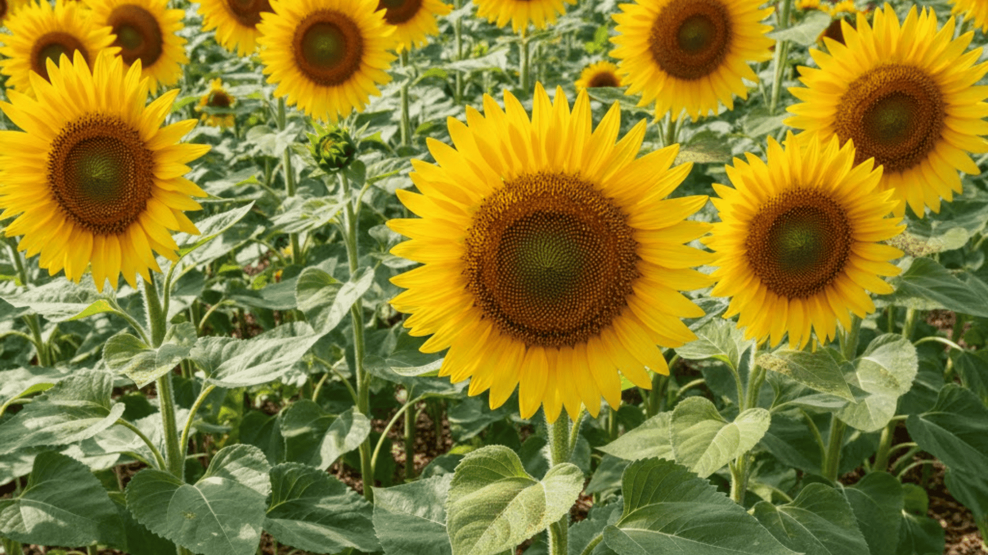 tall sunflower plants with large golden yellow flowers, dark centers, and heart shaped leaves on stems
