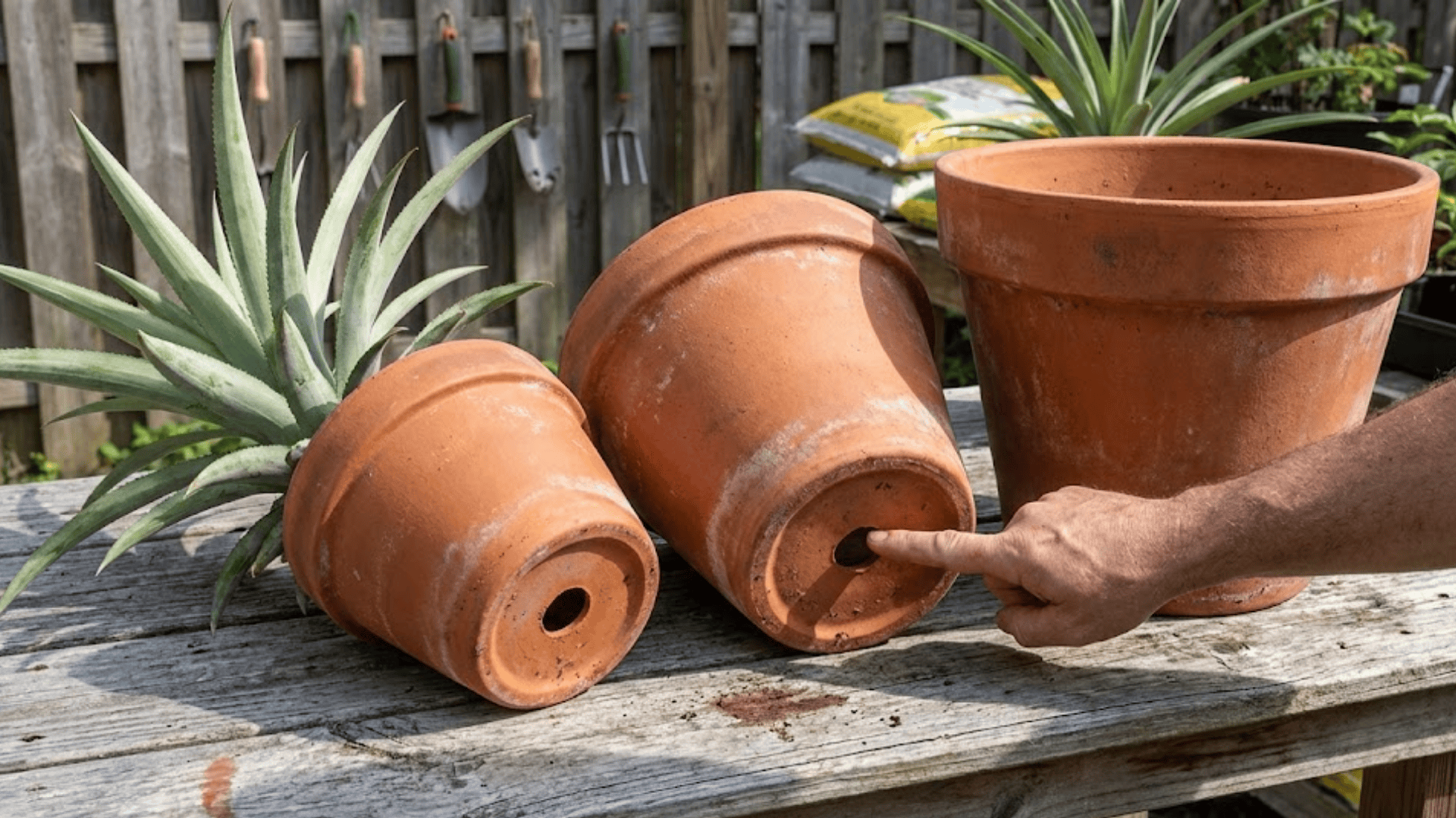terracotta pots in different sizes with drainage holes arranged on wooden table with plant